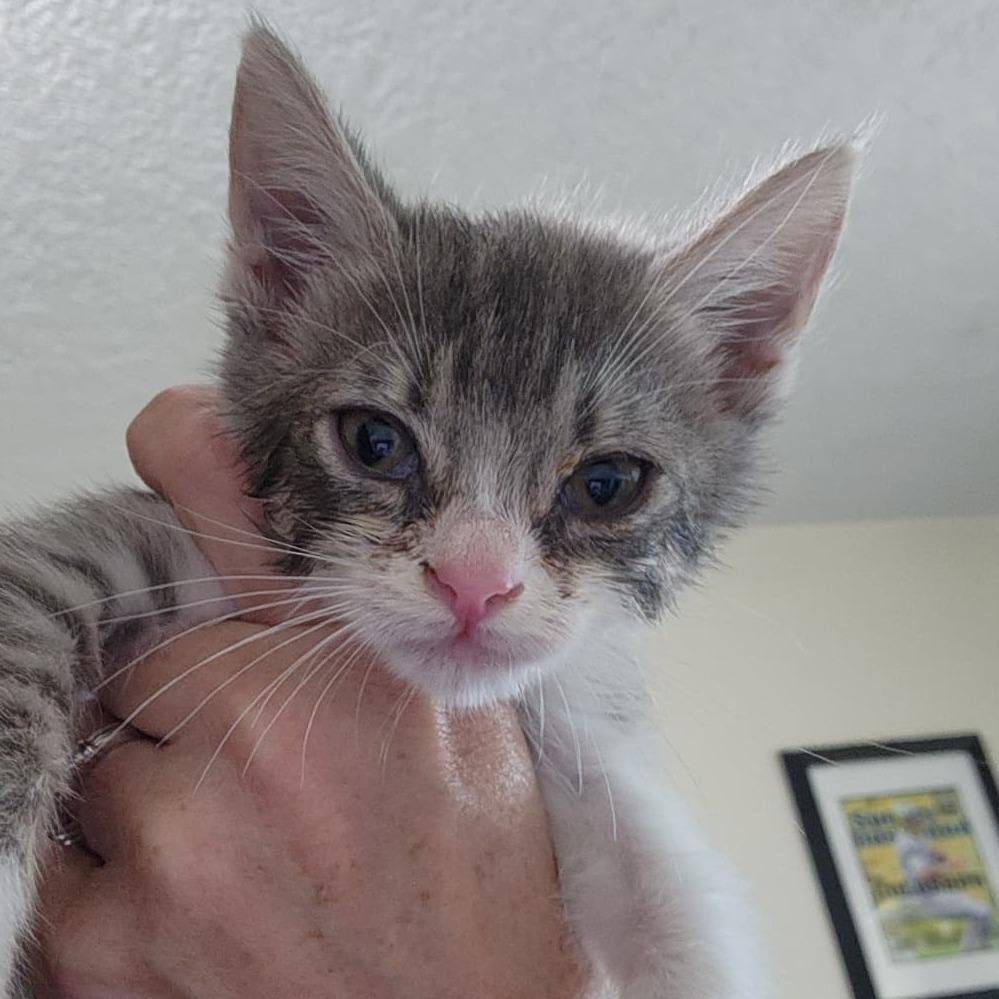Enlarge Oliver, a Adoptable Domestic Short Hair in Talent, OR image 4/5