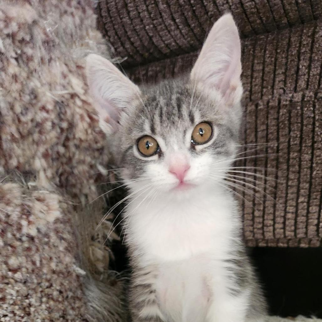 Enlarge Oliver, a Adoptable Domestic Short Hair in Talent, OR image 5/5