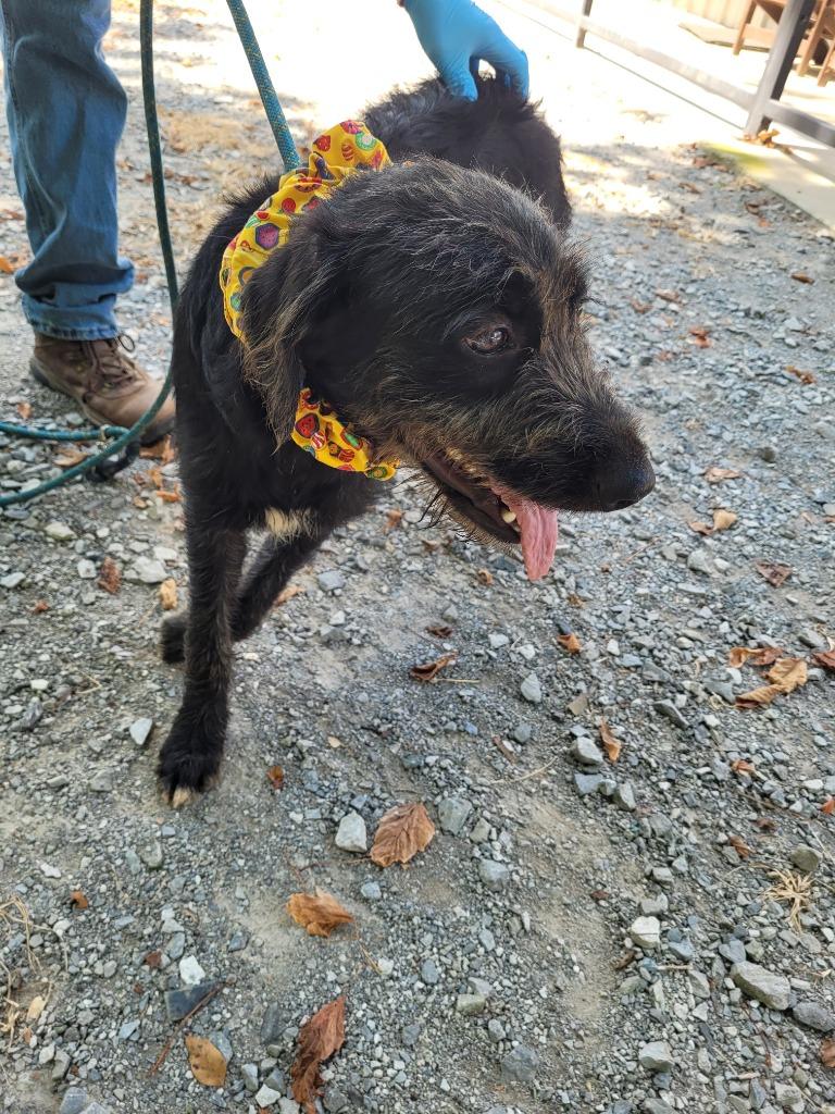 Sweet Sue, Adoptable, Puppy Female Mountain Cur & Poodle.