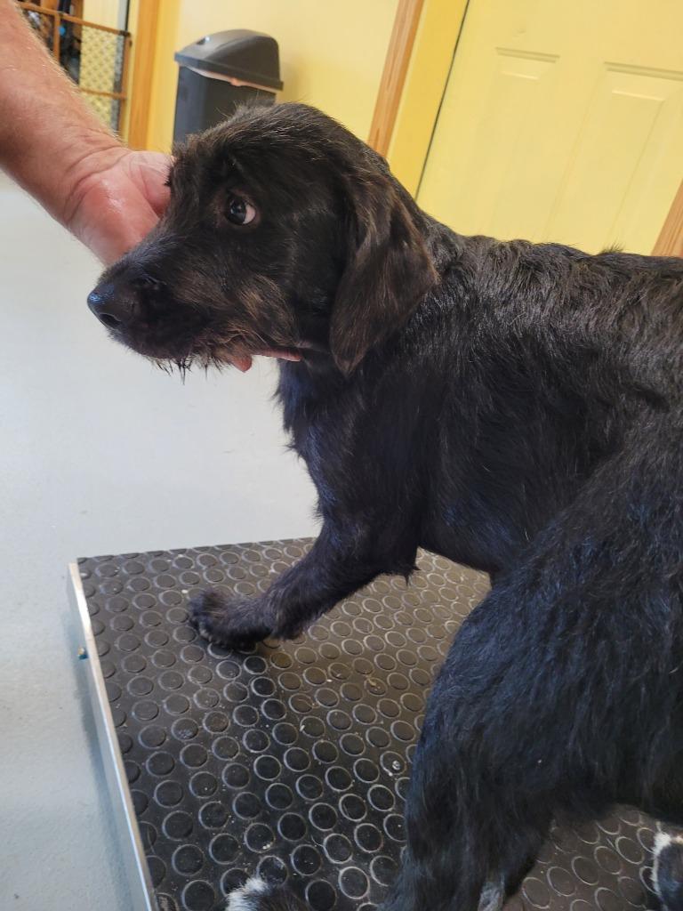 Enlarge Sweet Sue, a Adoptable mixed breed in Lawrenceburg, TN image 2/4