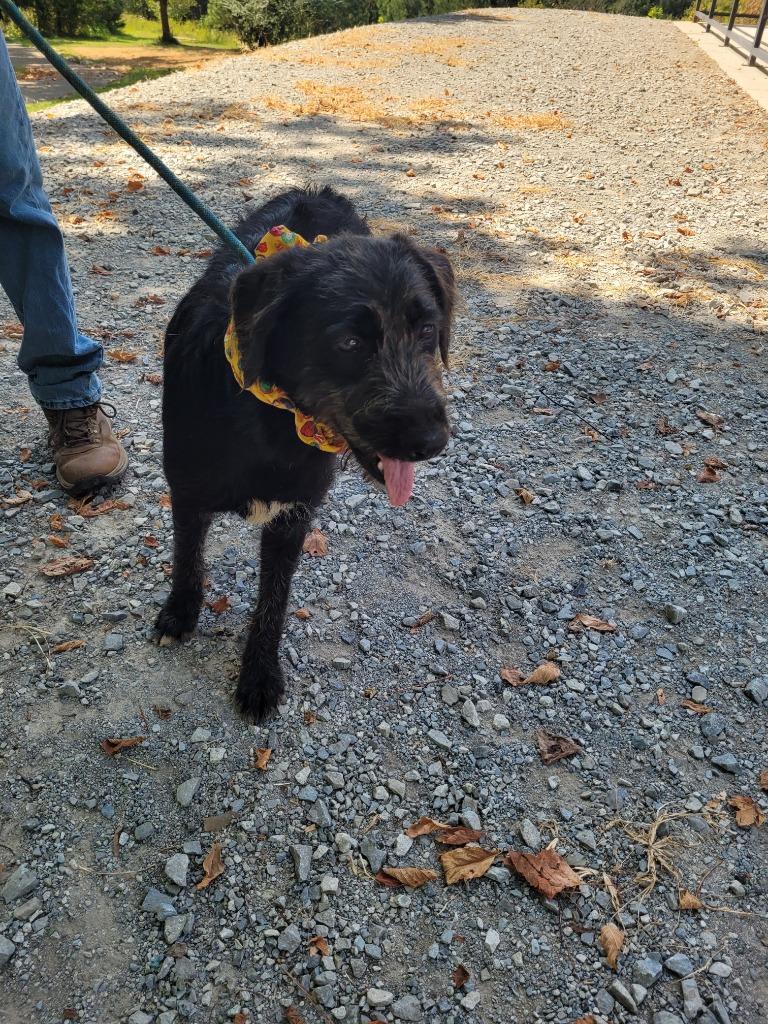 Enlarge Sweet Sue, a Adoptable mixed breed in Lawrenceburg, TN image 4/4