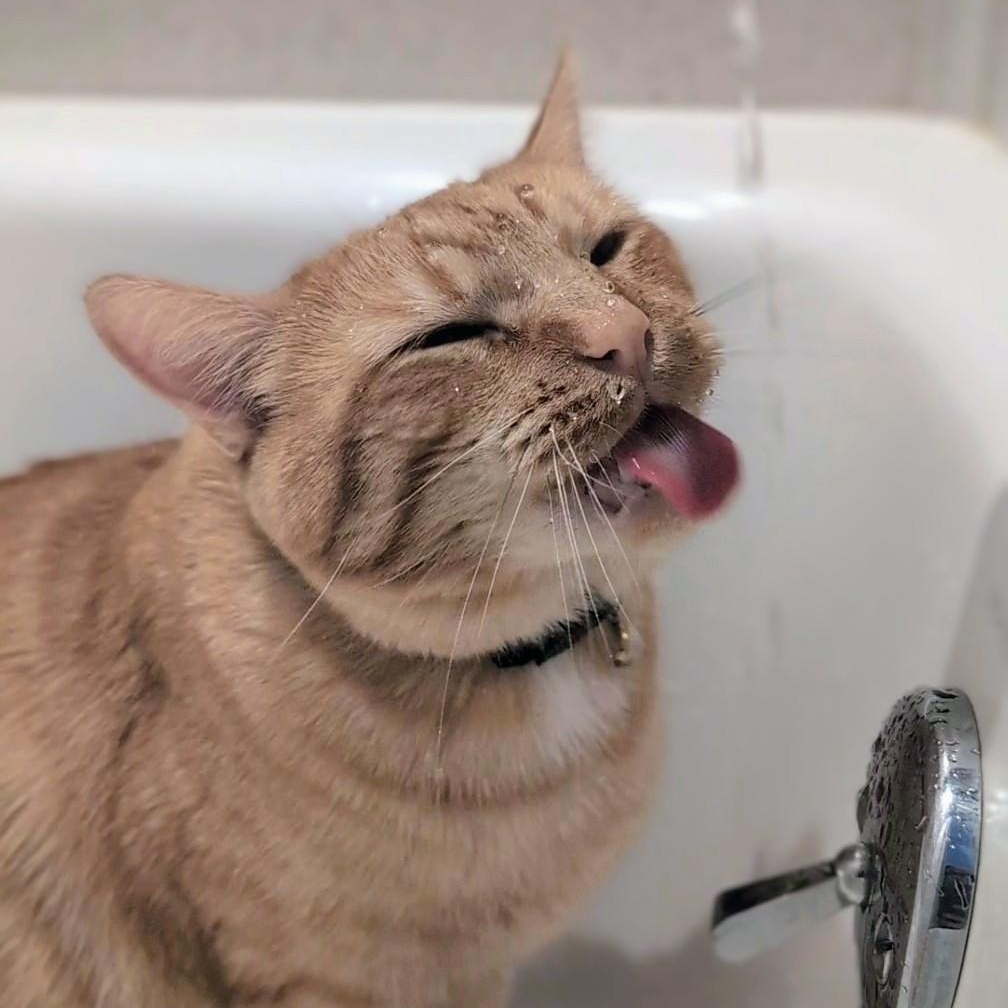 Enlarge Kevin, an adopted Tabby in Medford, MA image 4/4