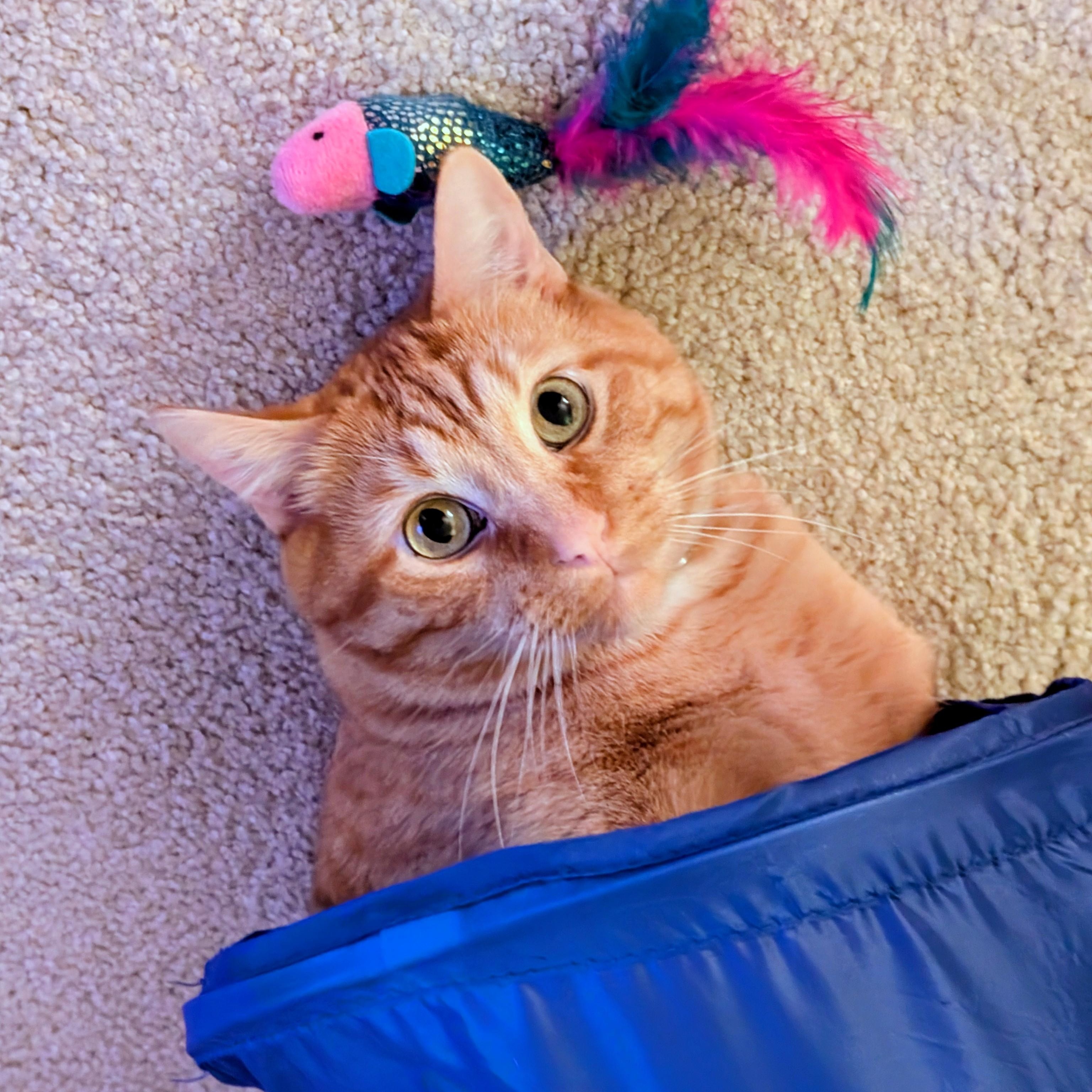 Enlarge Kevin, an adopted Tabby in Medford, MA image 2/4