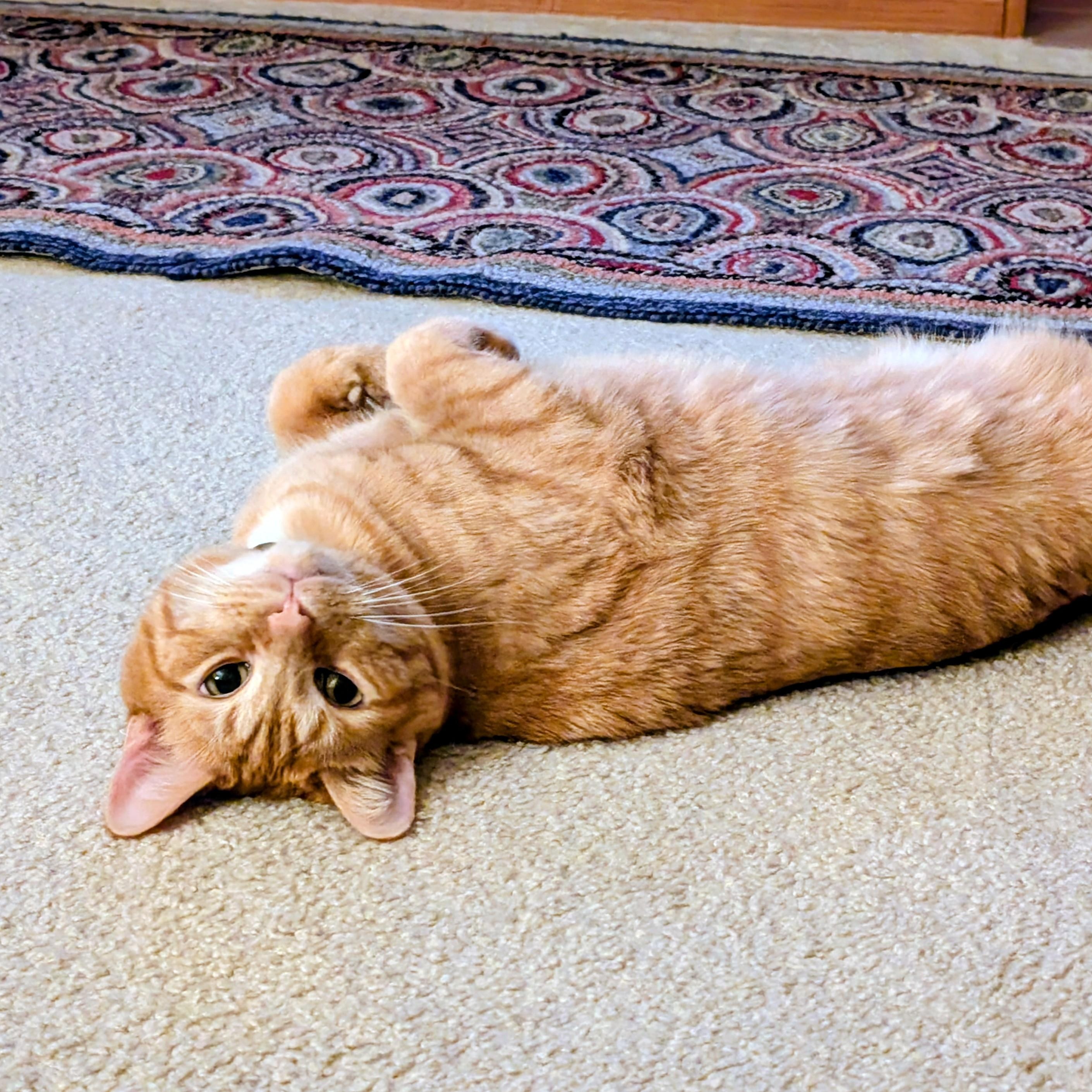 Enlarge Kevin, an adopted Tabby in Medford, MA image 3/4