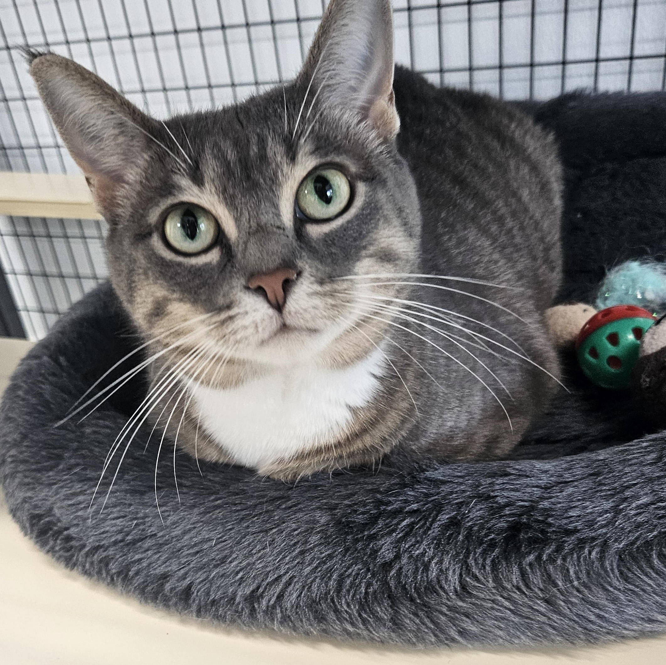 Meredith, adoptable, Young Female Domestic Short Hair.