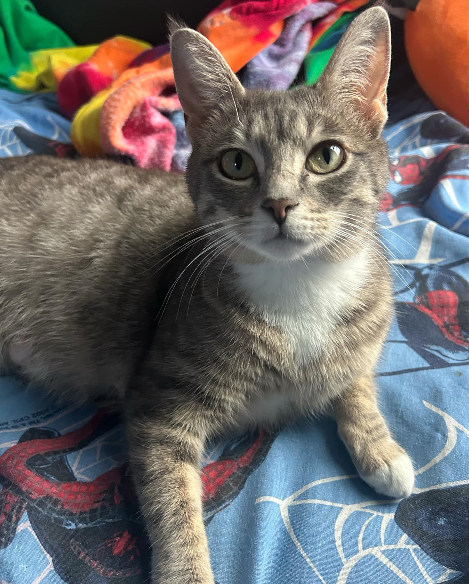 Enlarge Meredith, an adoptable Domestic Short Hair in Kalamazoo, MI image 2/2