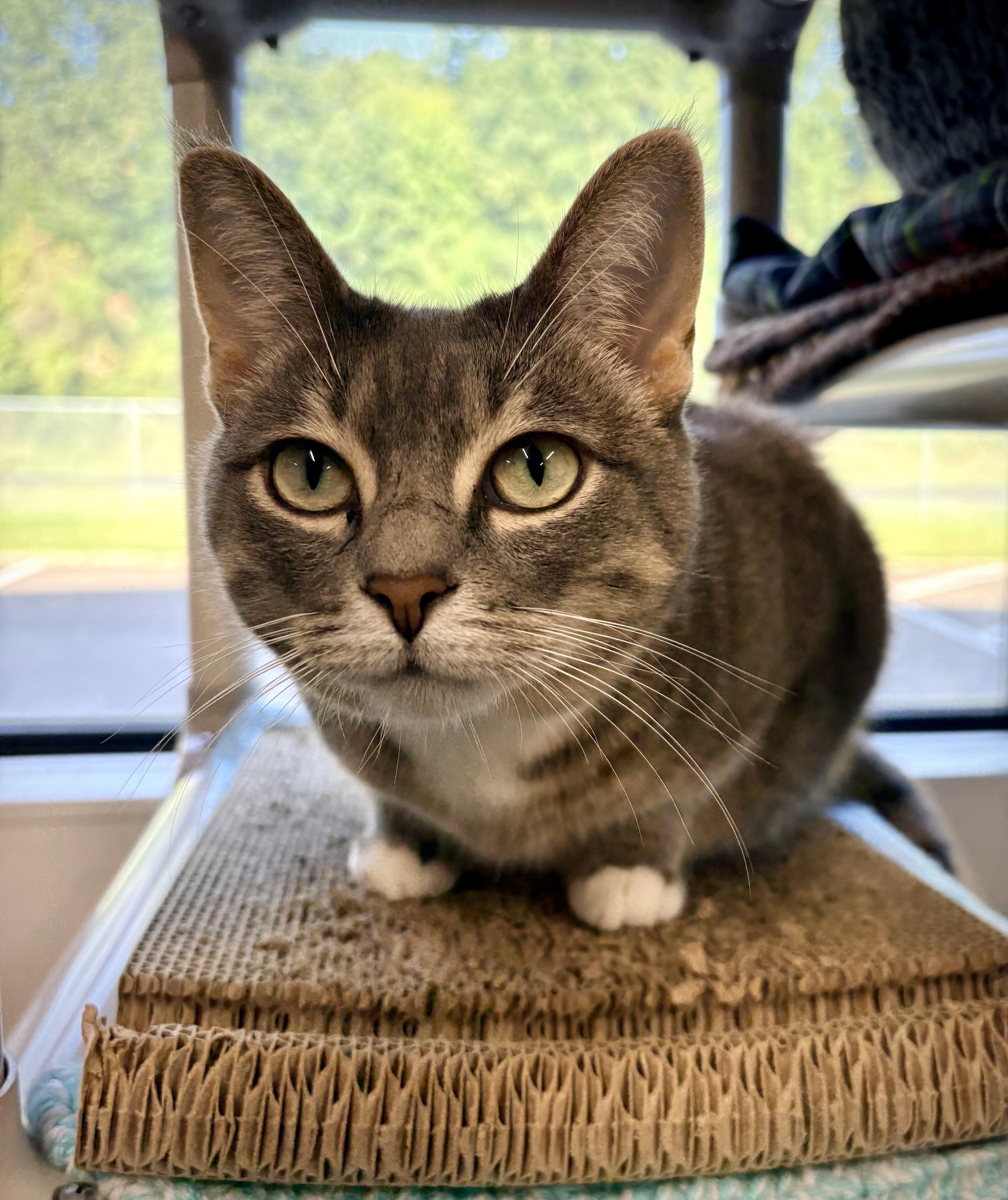 Enlarge Meredith, a Adoptable Domestic Short Hair in Kalamazoo, MI image 3/4