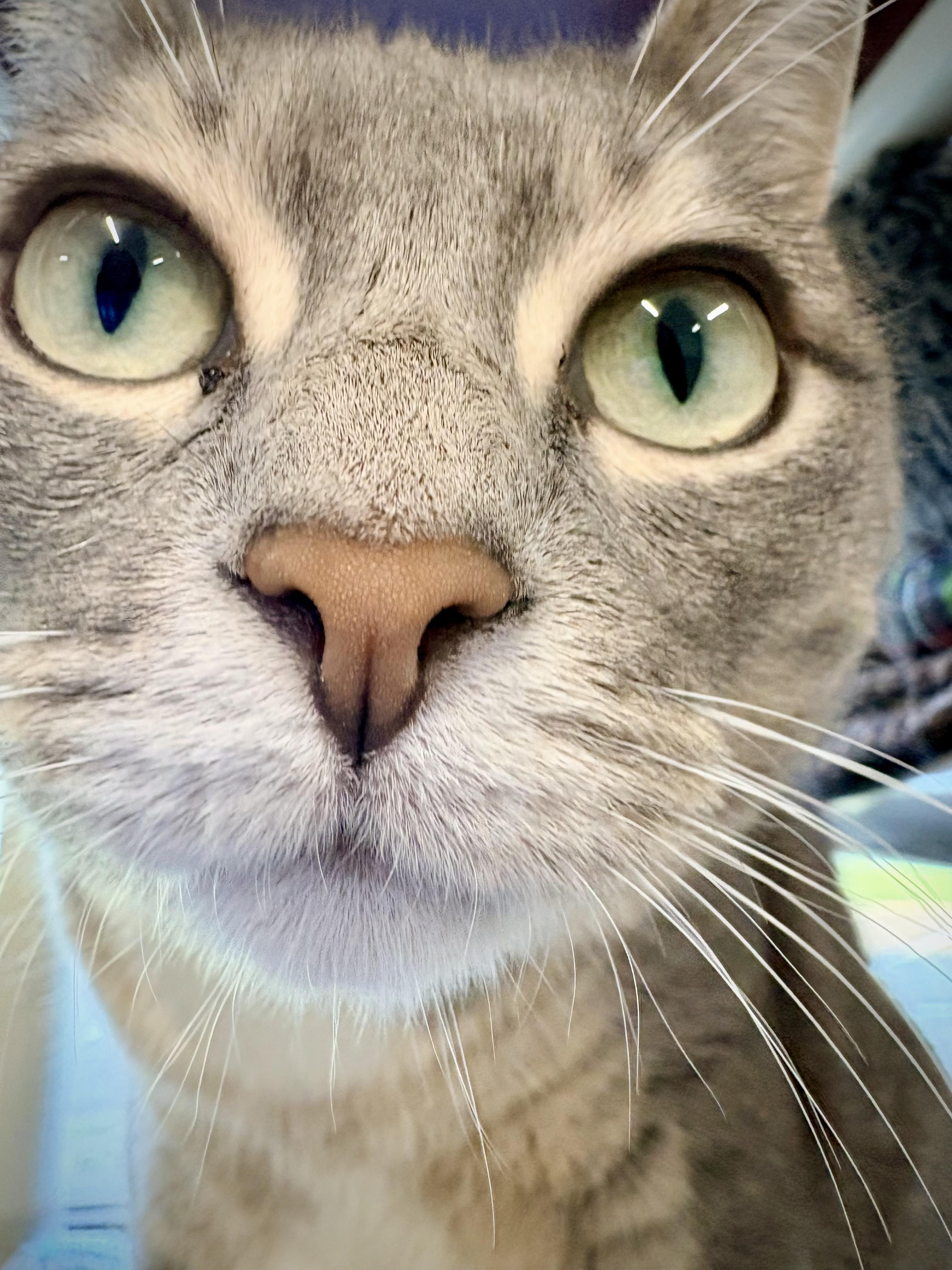 Enlarge Meredith, a Adoptable Domestic Short Hair in Kalamazoo, MI image 2/4
