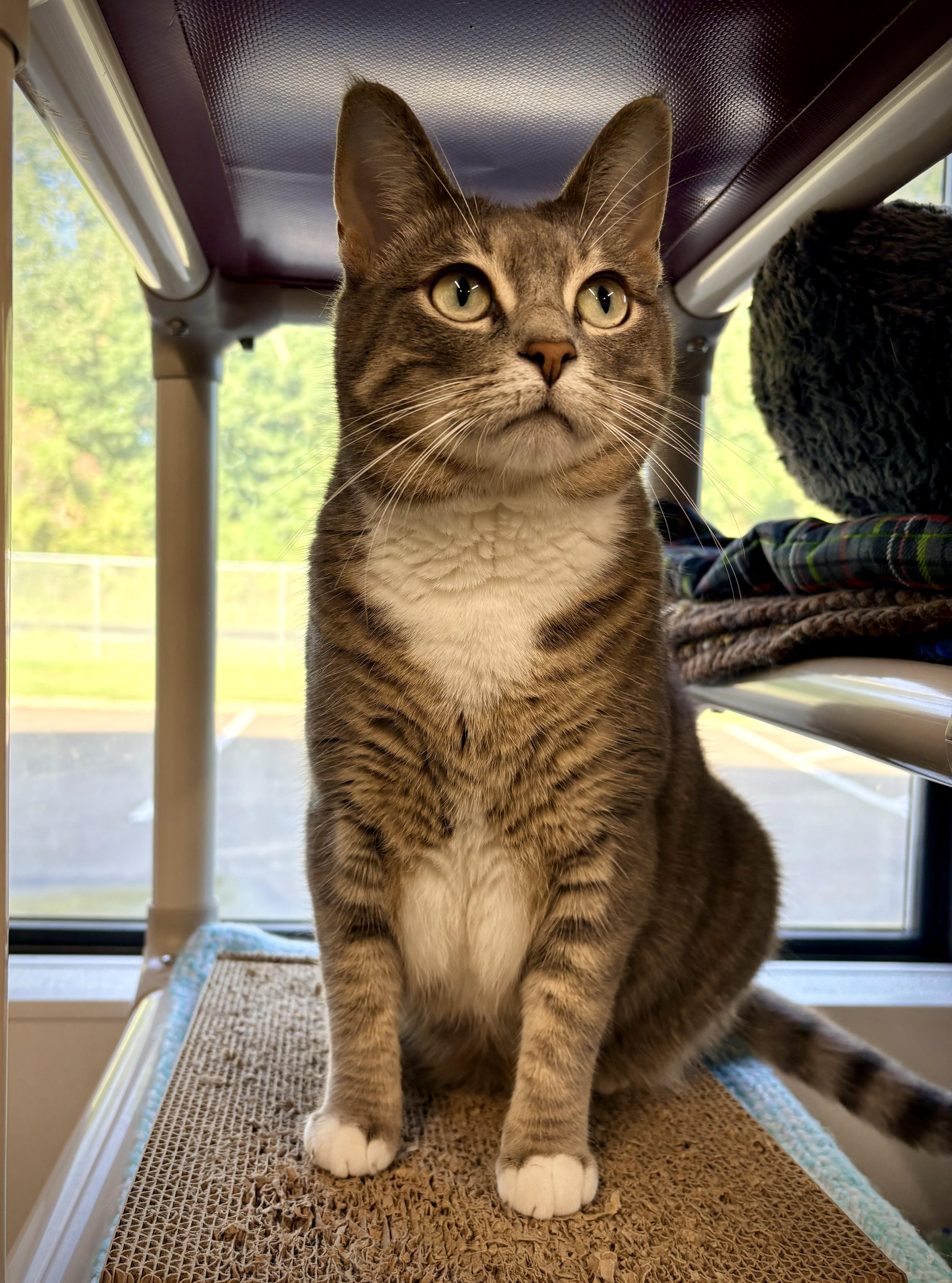 Enlarge Meredith, a Adoptable Domestic Short Hair in Kalamazoo, MI image 4/4