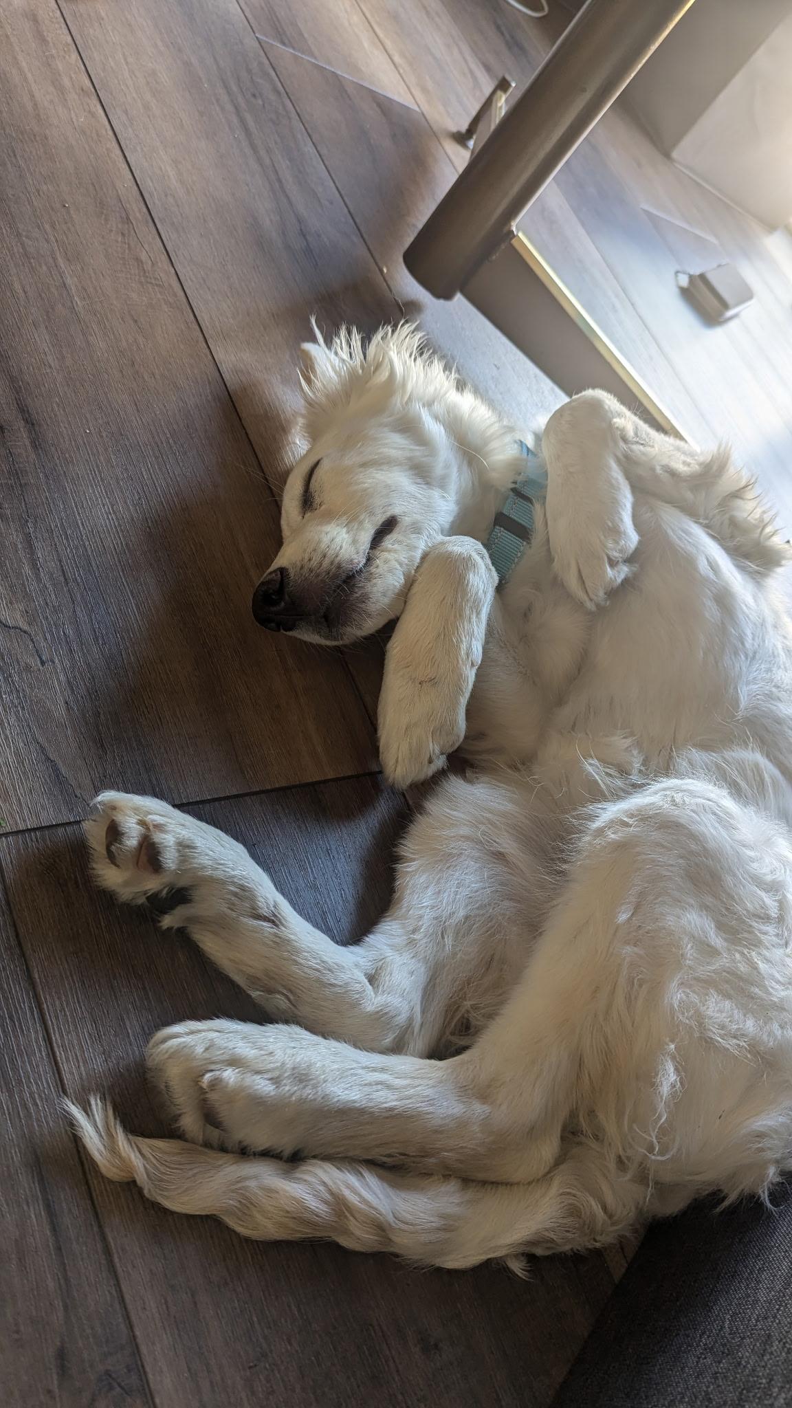 Snowflake, an adopted mixed breed in Fort Collins, CO image 3/4