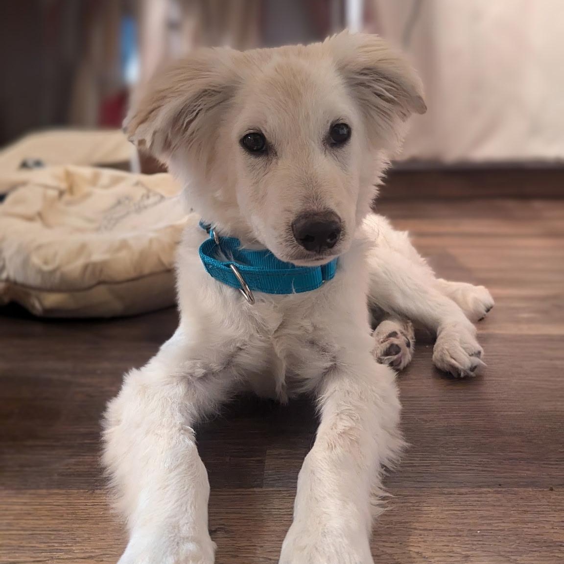 Snowflake, an adopted mixed breed in Fort Collins, CO image 1/4