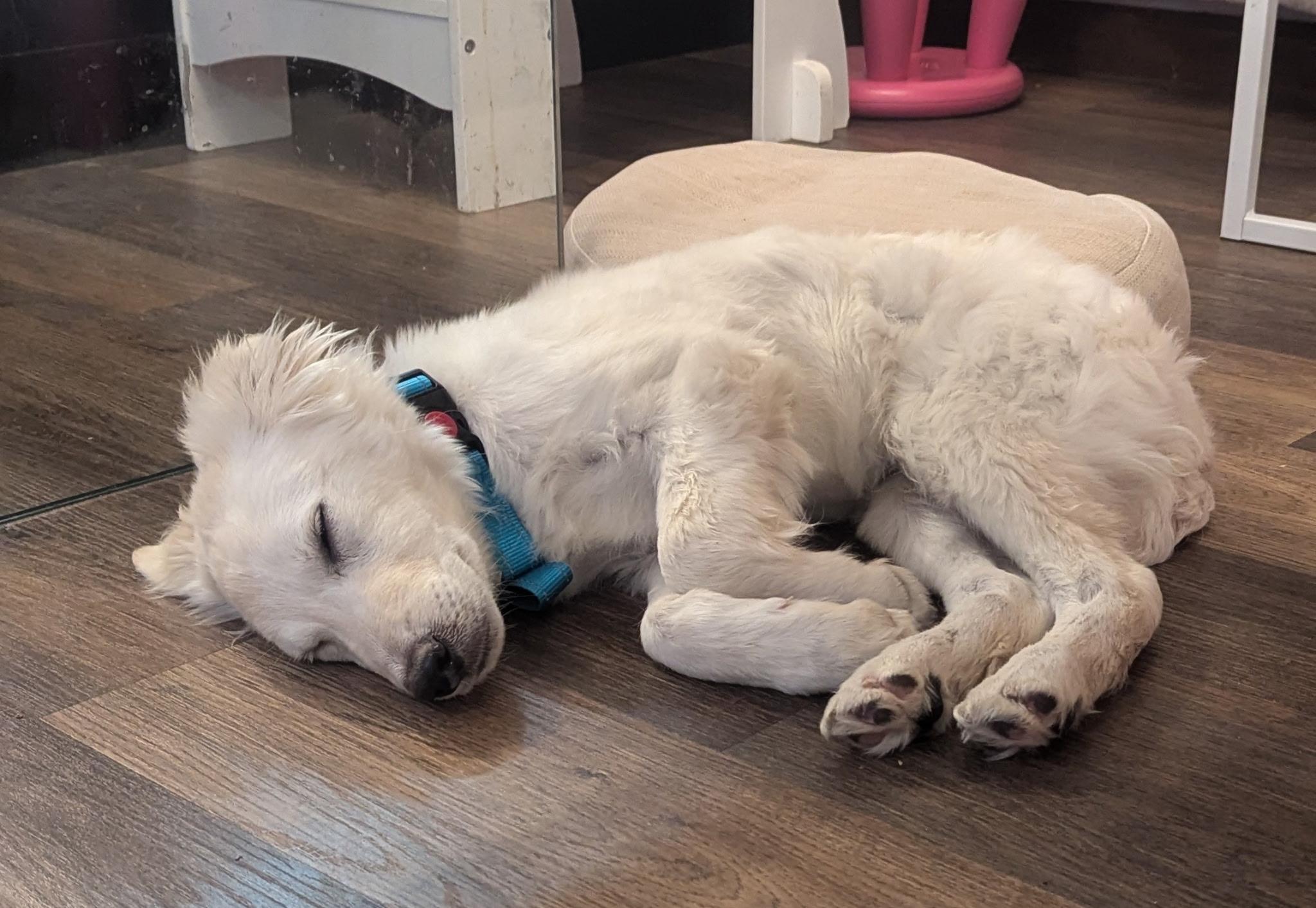 Snowflake, an adopted mixed breed in Fort Collins, CO image 2/4