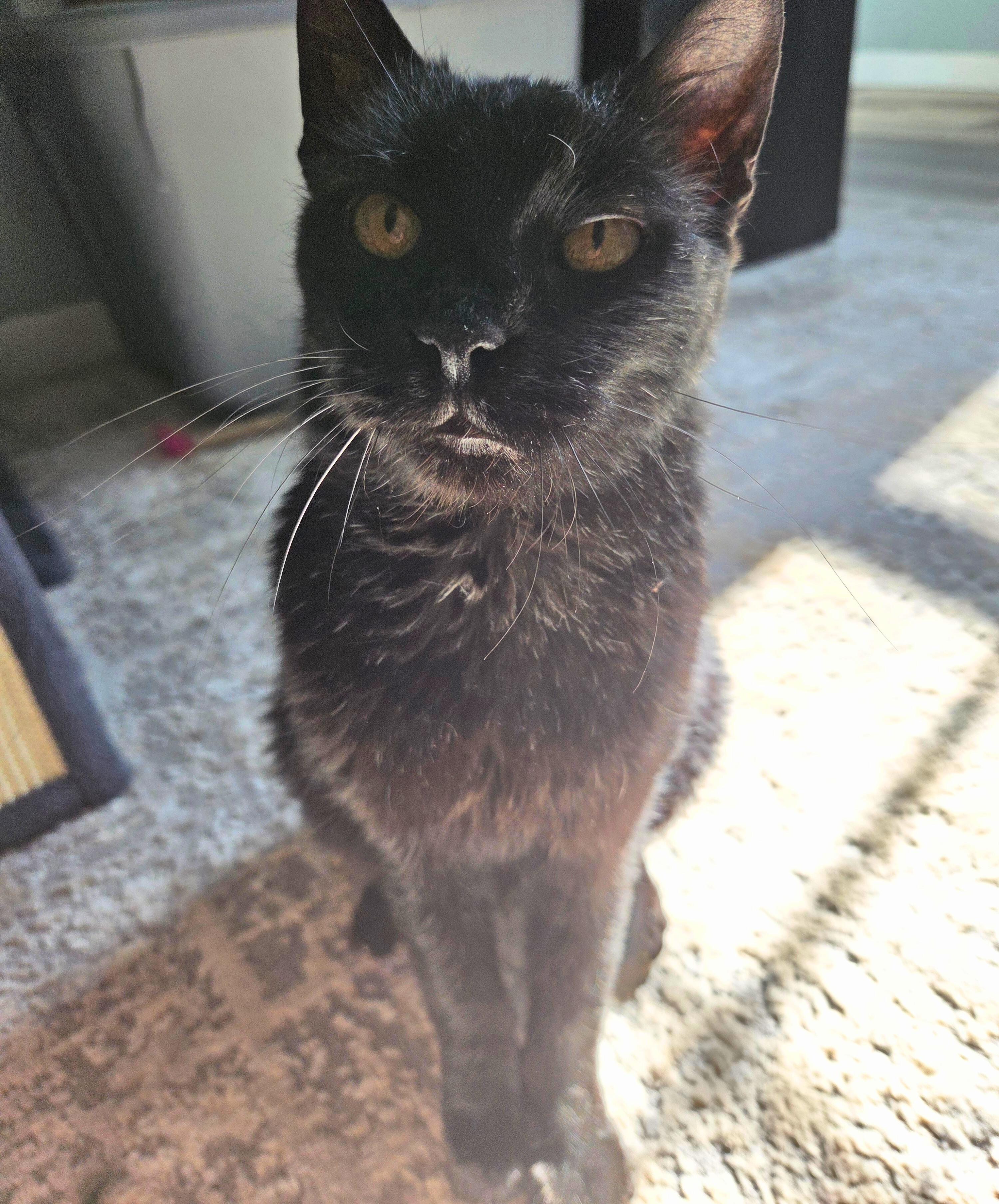 Enlarge Darryl, a ADOPTABLE Domestic Short Hair in Nevada, IA image 2/3