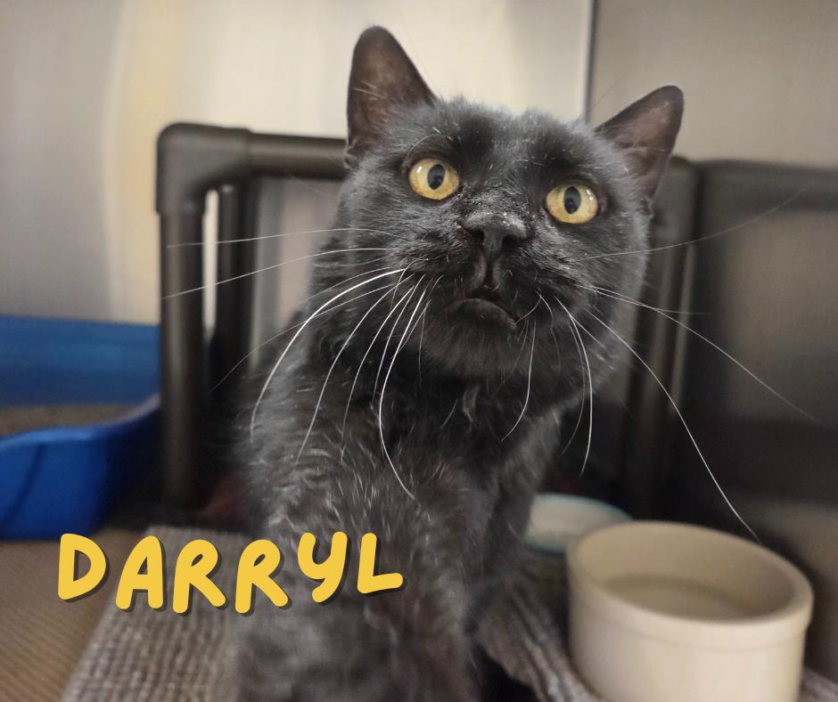 Enlarge Darryl, a ADOPTABLE Domestic Short Hair in Nevada, IA image 1/3
