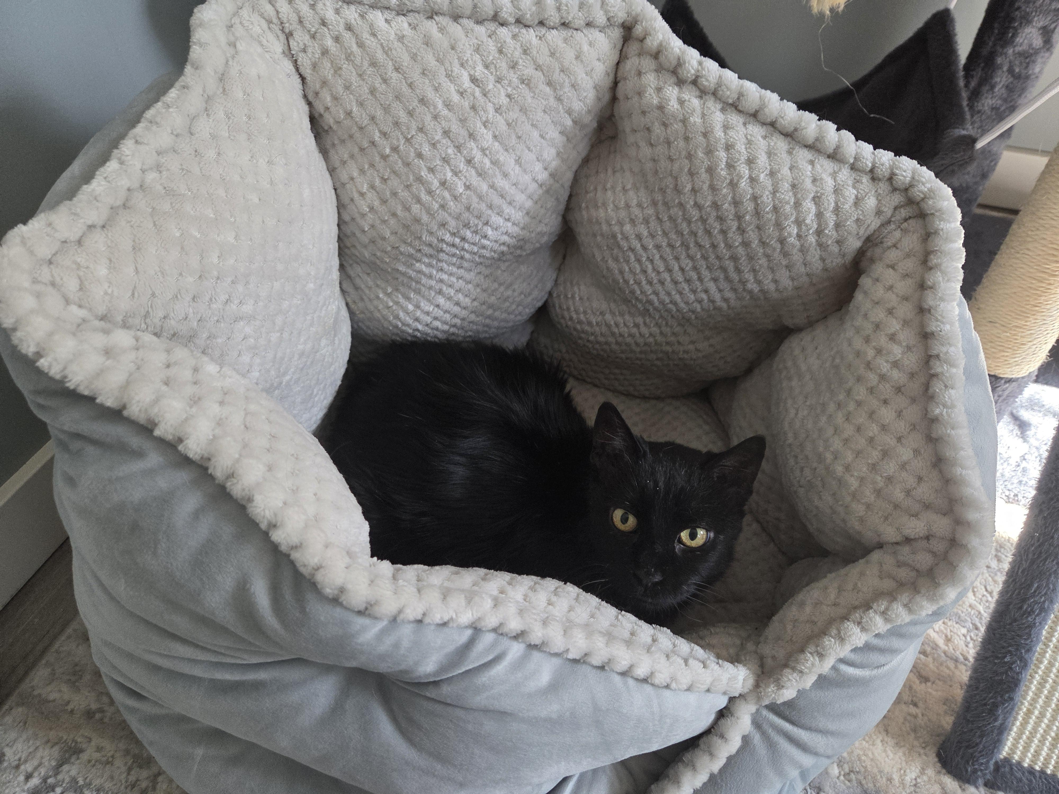 Enlarge Darryl, a ADOPTABLE Domestic Short Hair in Nevada, IA image 3/3