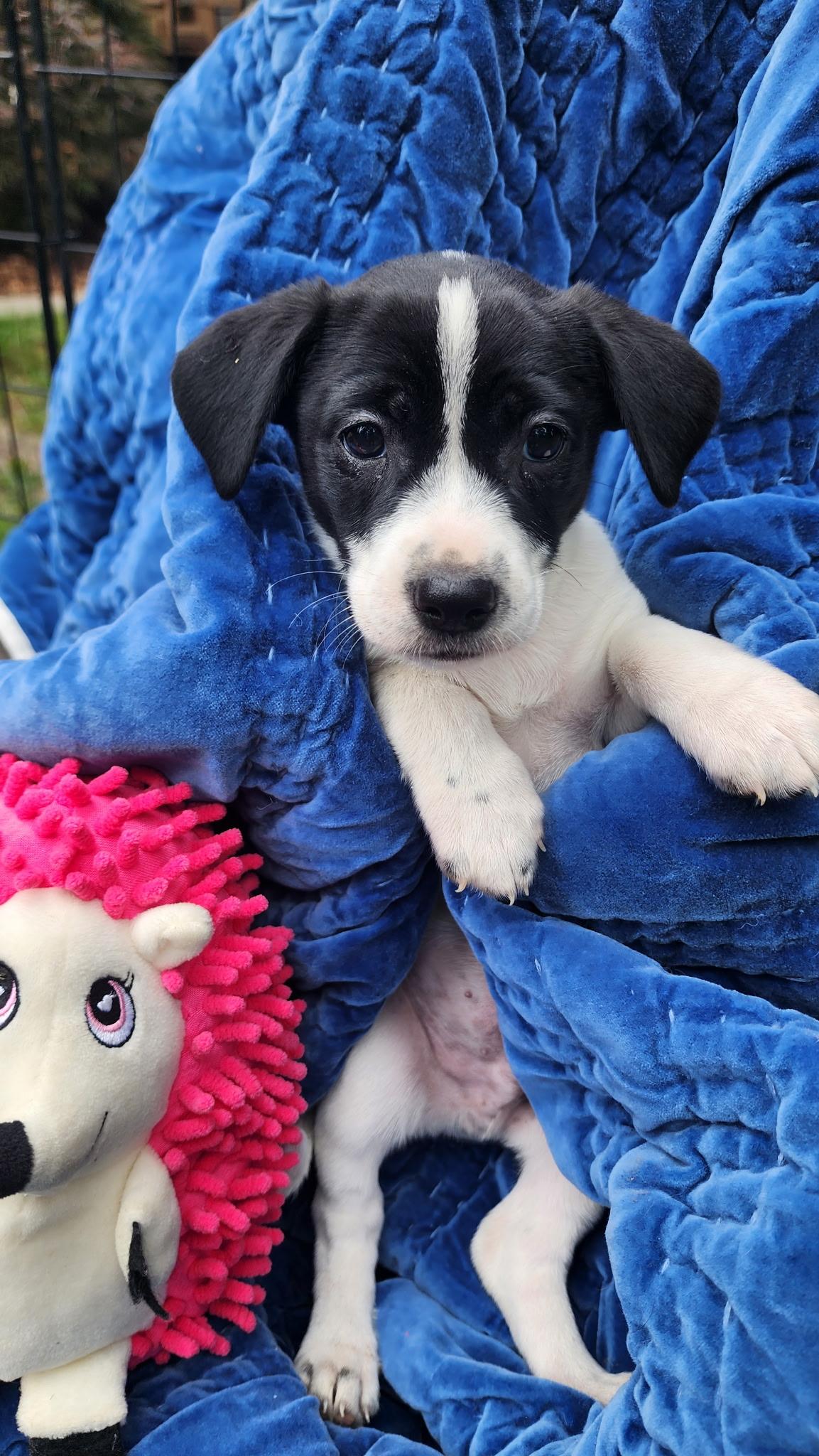 Enlarge MESSI, an adopted mixed breed in Graham, WA image 1/5