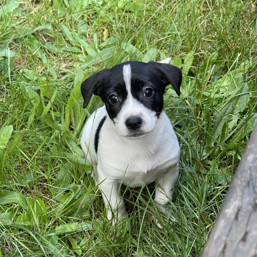 Enlarge MESSI, an adopted mixed breed in Graham, WA image 3/5