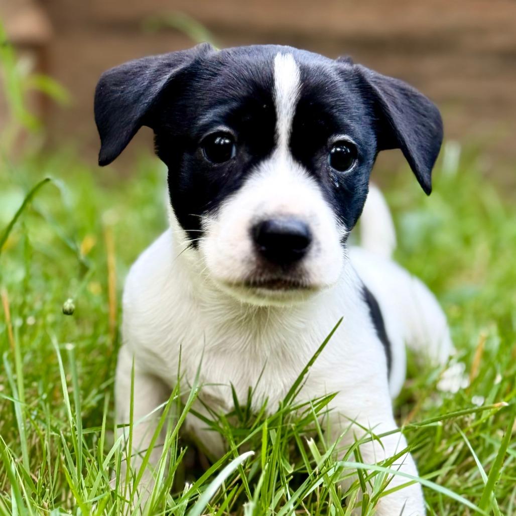 Enlarge MESSI, an adopted mixed breed in Graham, WA image 2/5