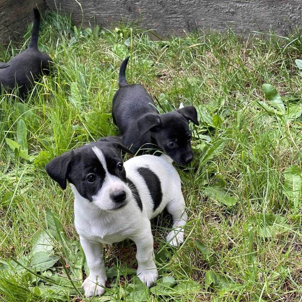 Enlarge MESSI, an adopted mixed breed in Graham, WA image 4/5