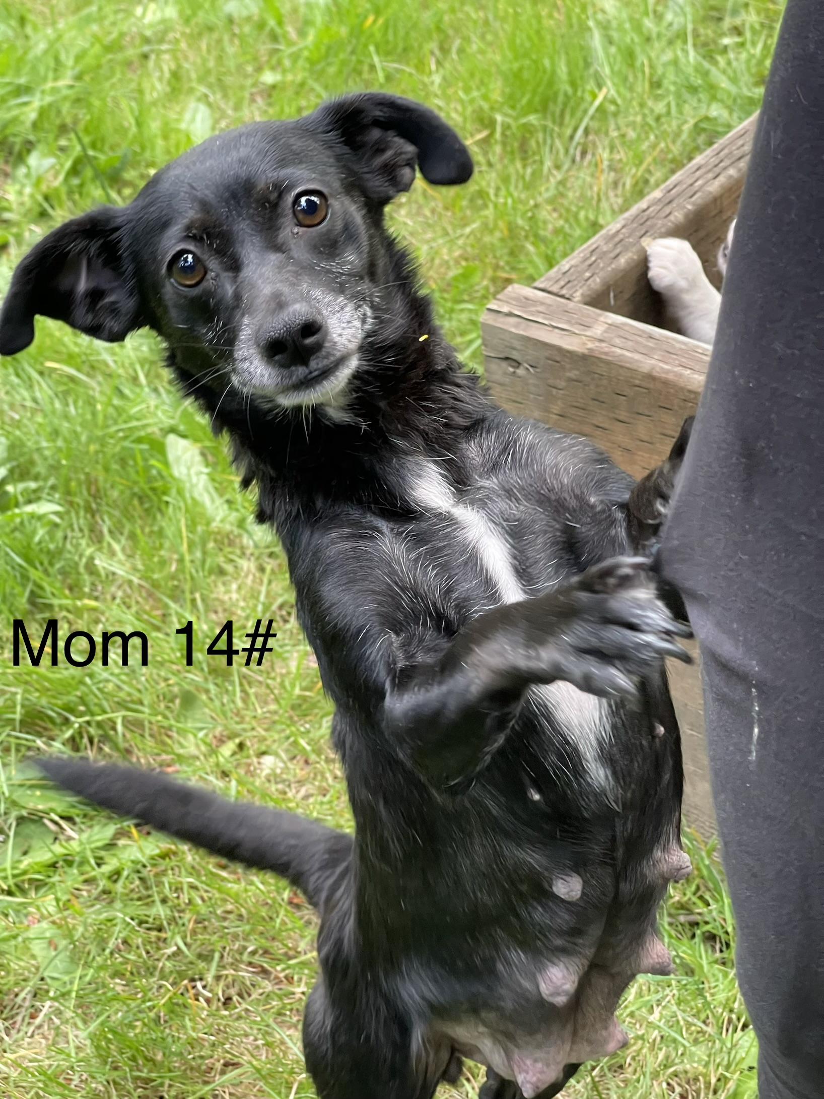 Enlarge MESSI, an adopted mixed breed in Graham, WA image 5/5