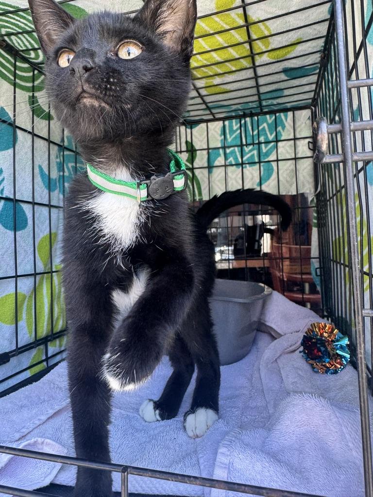 Emmett, a ADOPTABLE Domestic Short Hair in Emeryville, CA image 3/5