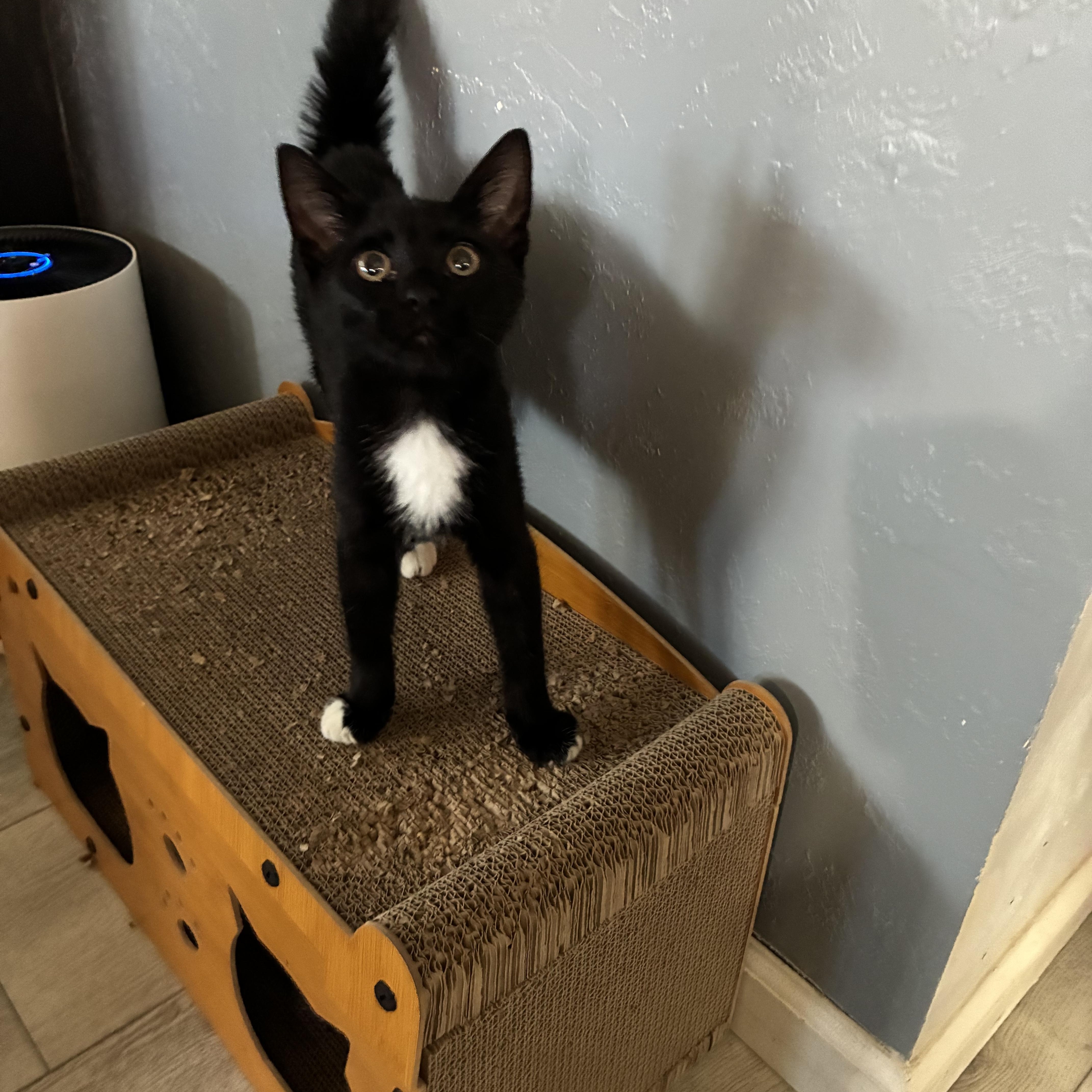 Emmett, ADOPTABLE, Young Male Domestic Short Hair.