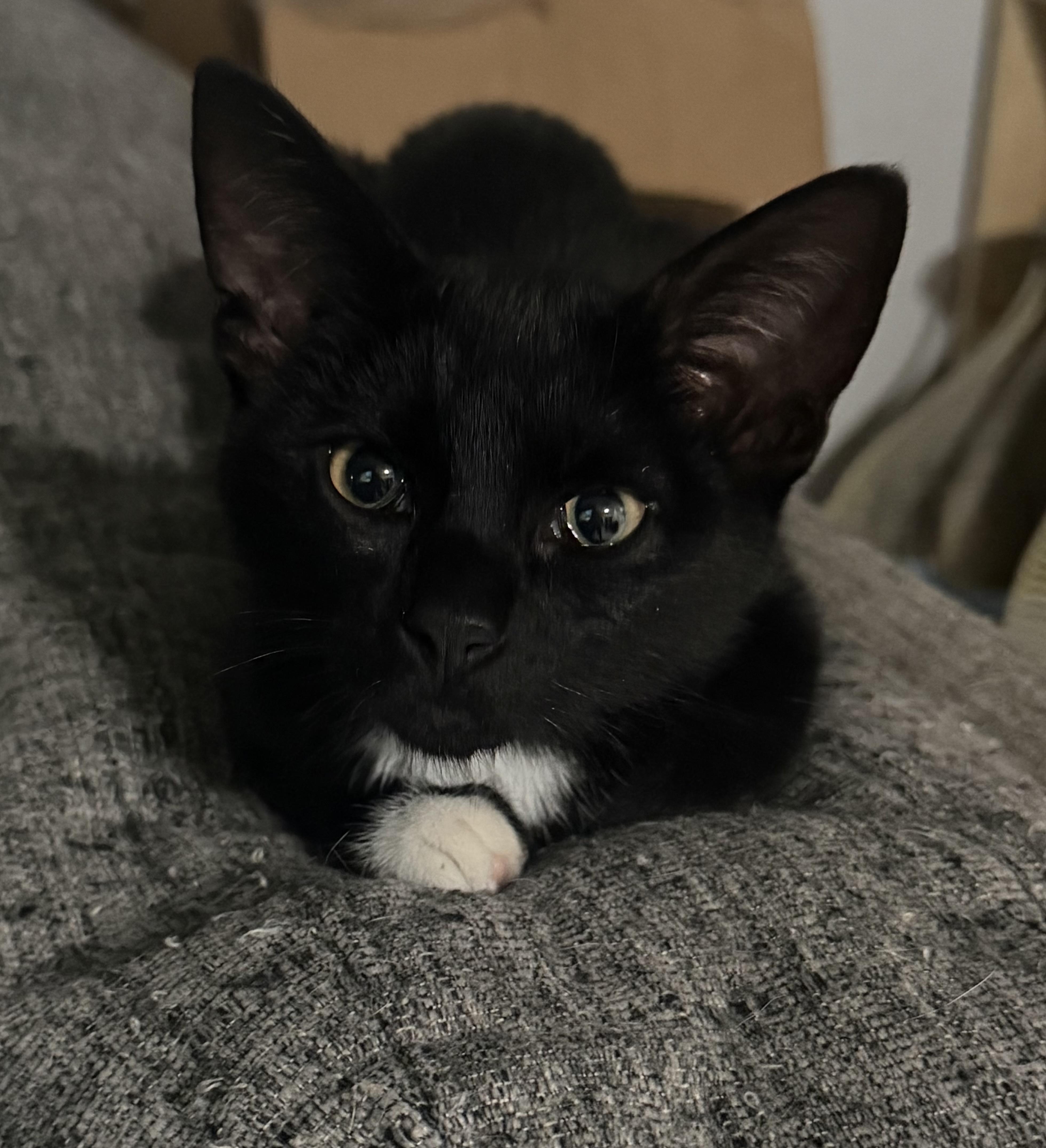 Emmett, a ADOPTABLE Domestic Short Hair in Emeryville, CA image 4/5