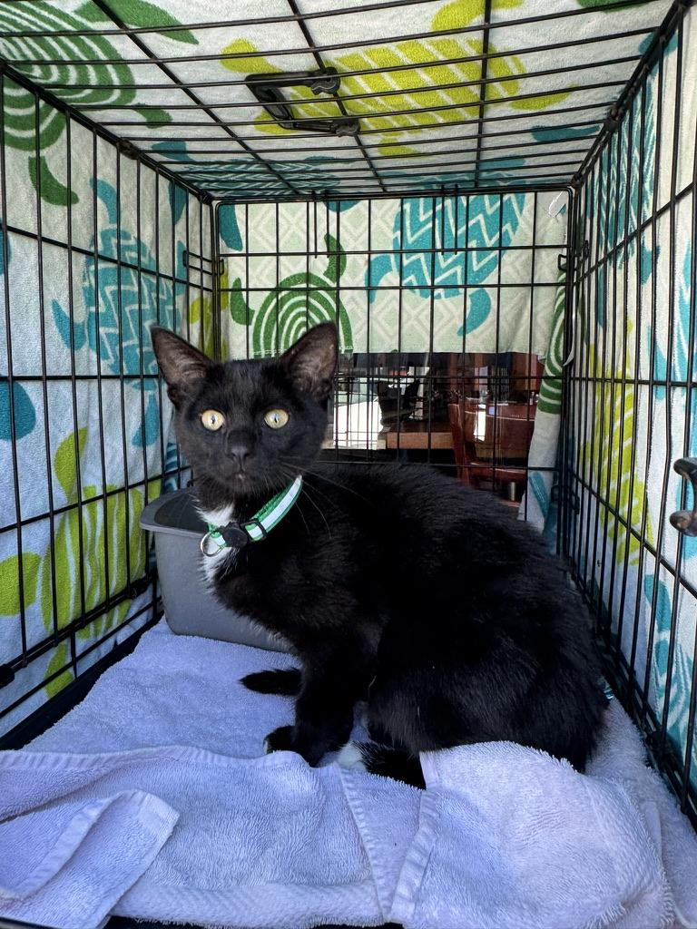 Emmett, a ADOPTABLE Domestic Short Hair in Emeryville, CA image 2/5