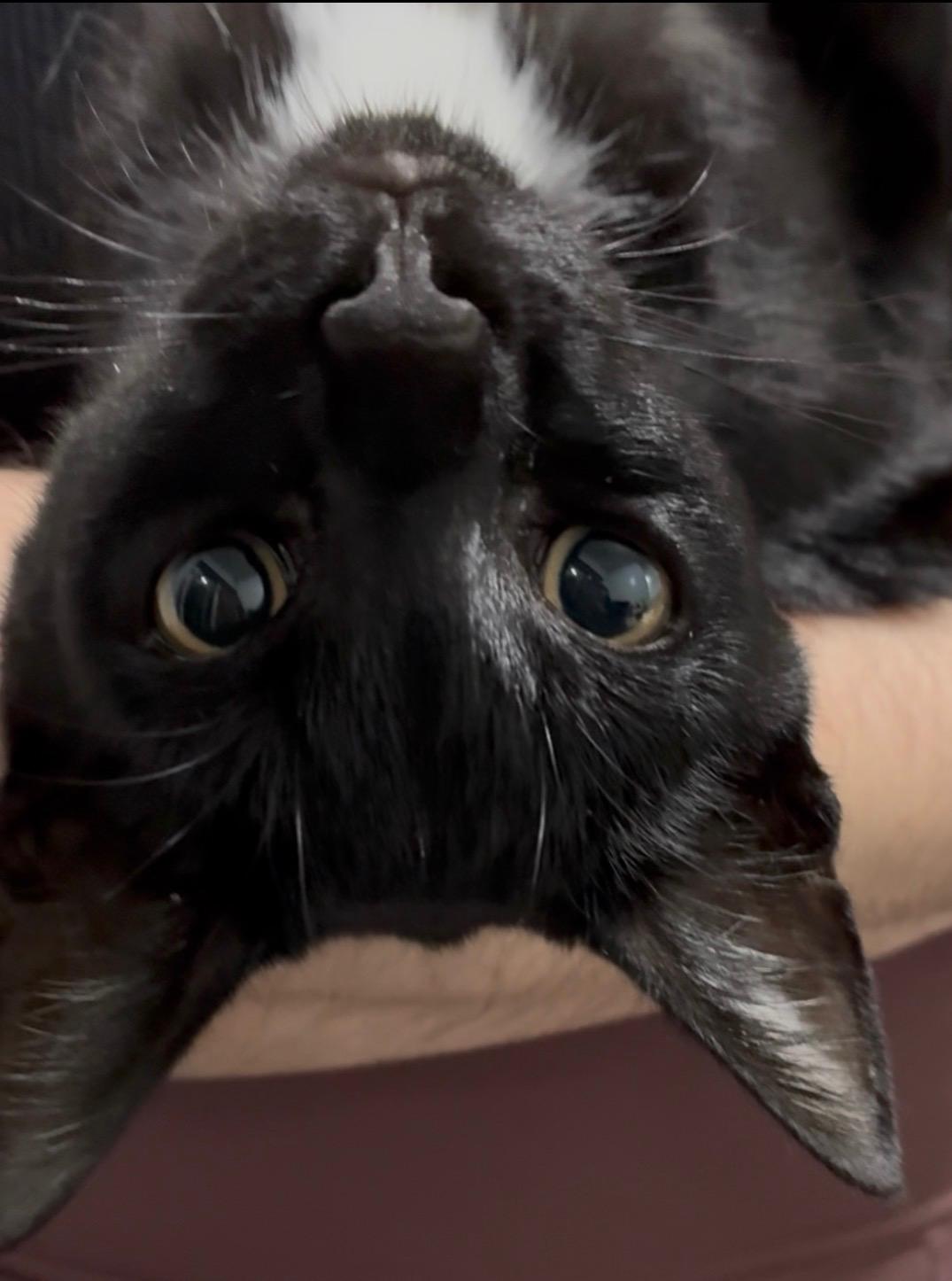 Emmett, a ADOPTABLE Domestic Short Hair in Emeryville, CA image 5/5