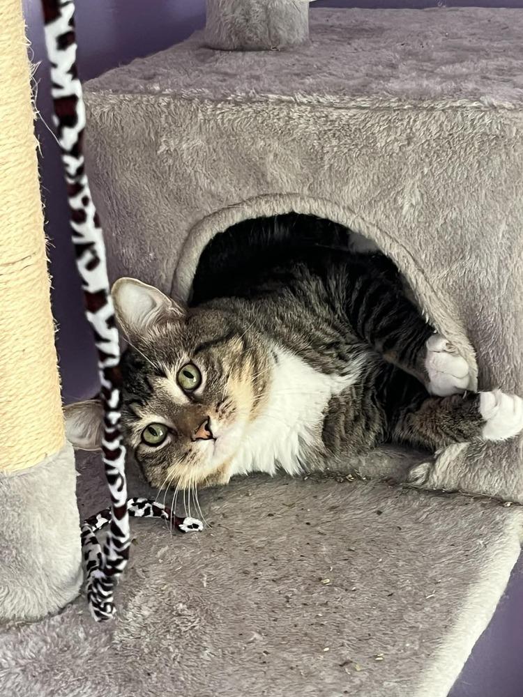 Belfast, Adoptable, Adult Male Domestic Short Hair.