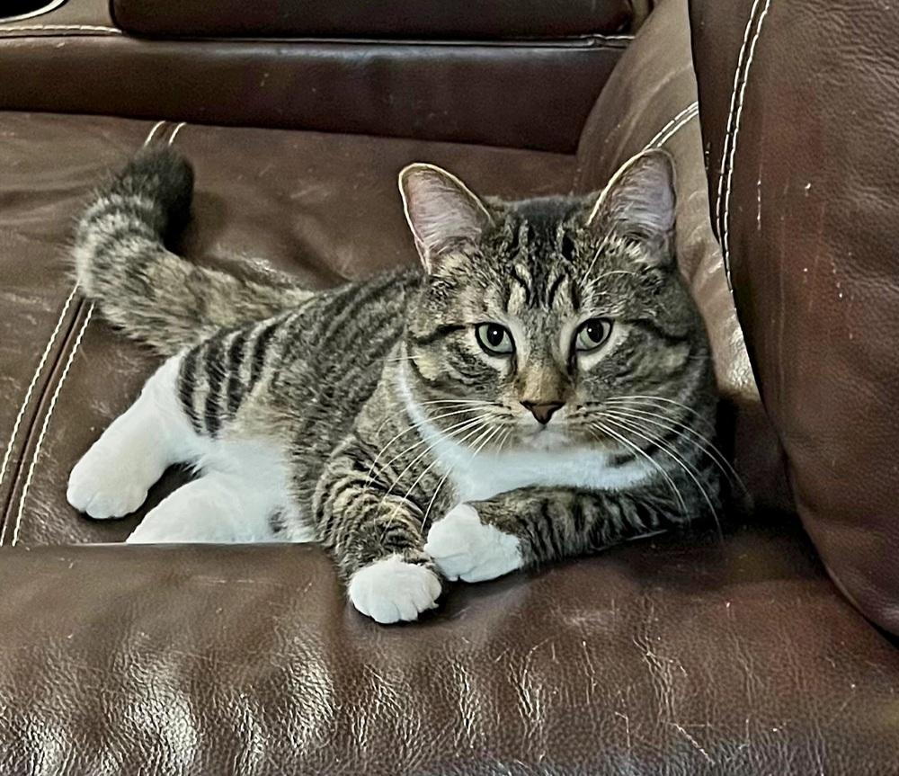 Enlarge Belfast, a Adoptable mixed breed in WARNER ROBINS, GA image 2/5