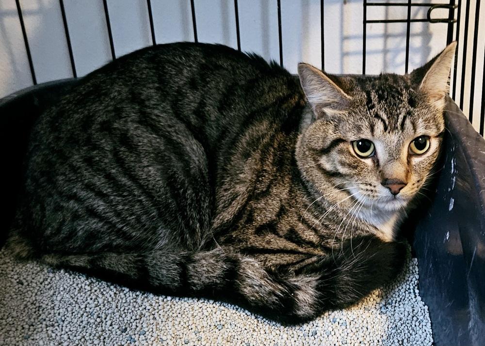 Belfast, a Adoptable mixed breed in WARNER ROBINS, GA image 2/4