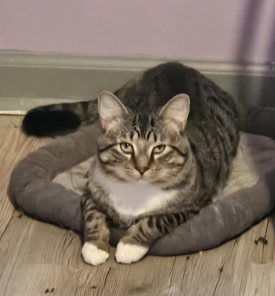 Belfast, a Adoptable mixed breed in WARNER ROBINS, GA image 3/4