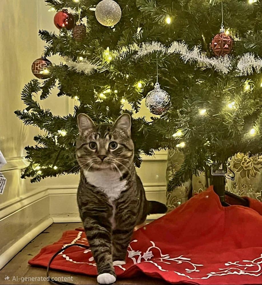 Belfast, a Adoptable mixed breed in WARNER ROBINS, GA image 4/4