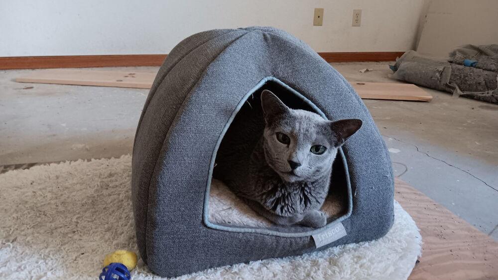 Enlarge Little Boy, a Adoptable Russian Blue in Lancaster, CA image 1/3