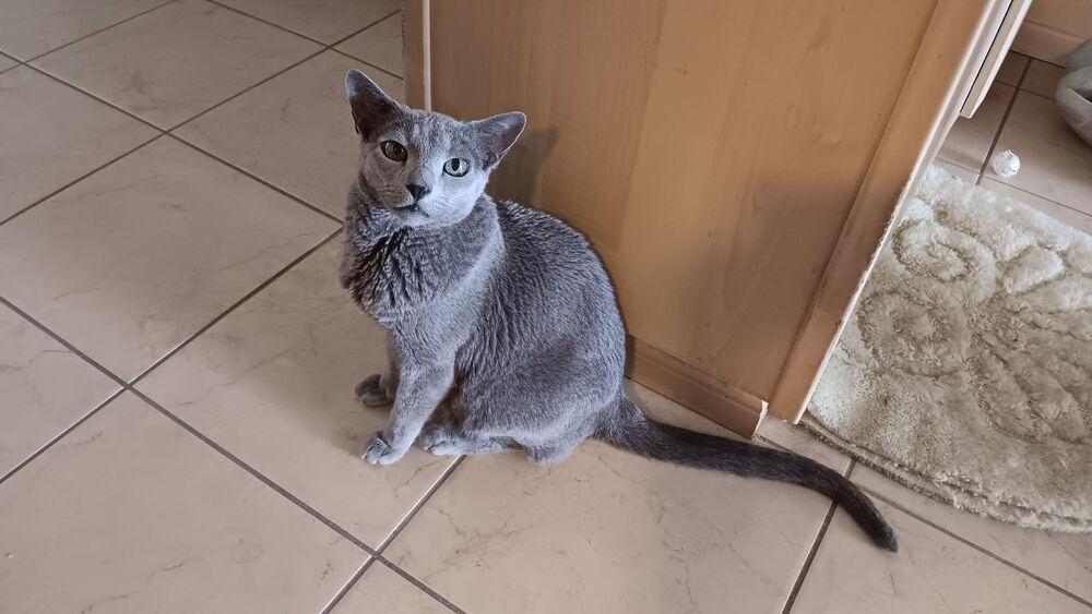Enlarge Little Boy, a Adoptable Russian Blue in Lancaster, CA image 2/3