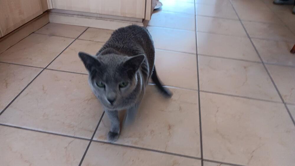 Enlarge Little Boy, a Adoptable Russian Blue in Lancaster, CA image 3/3