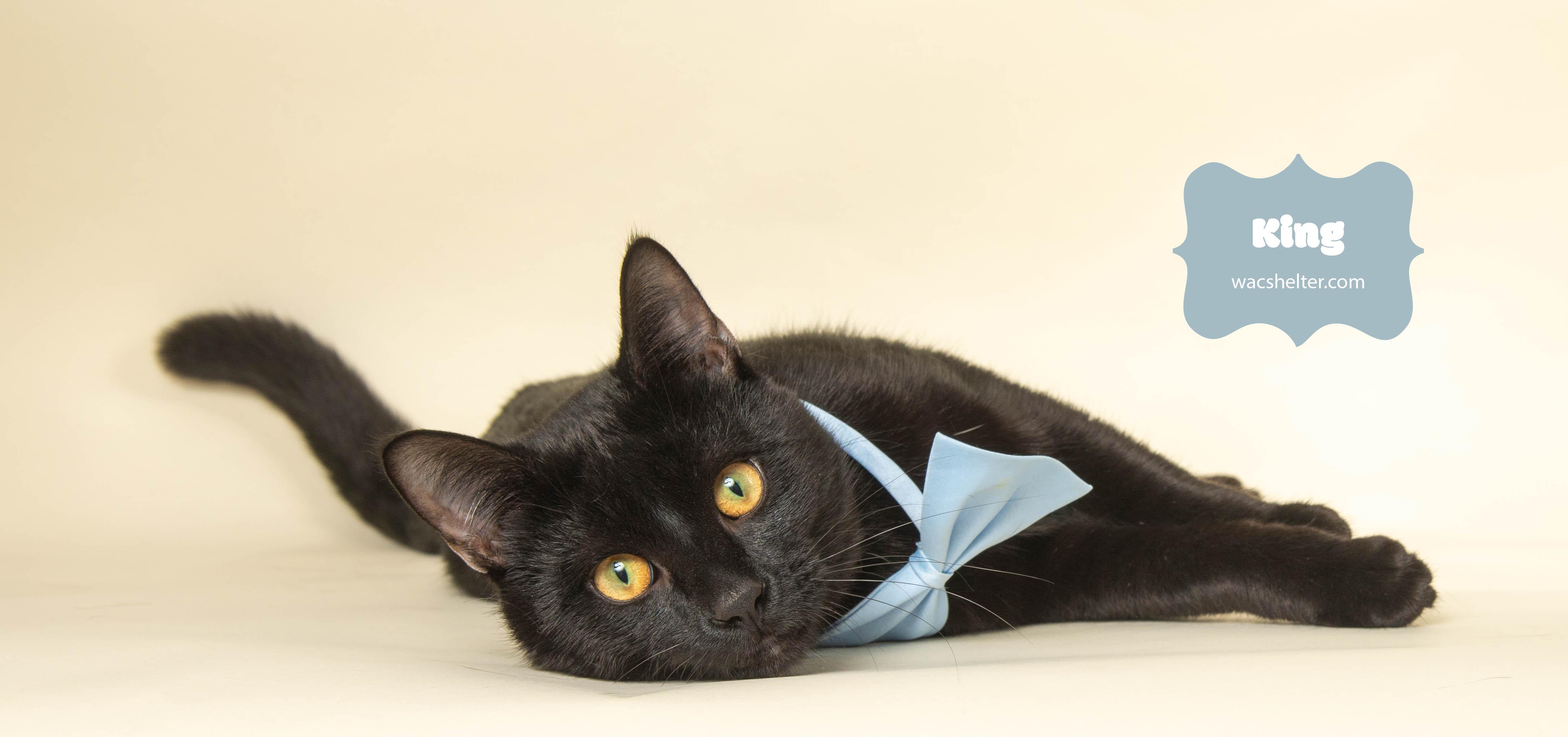 KING, a ADOPTABLE Domestic Short Hair in Wyandotte, MI image 2/3