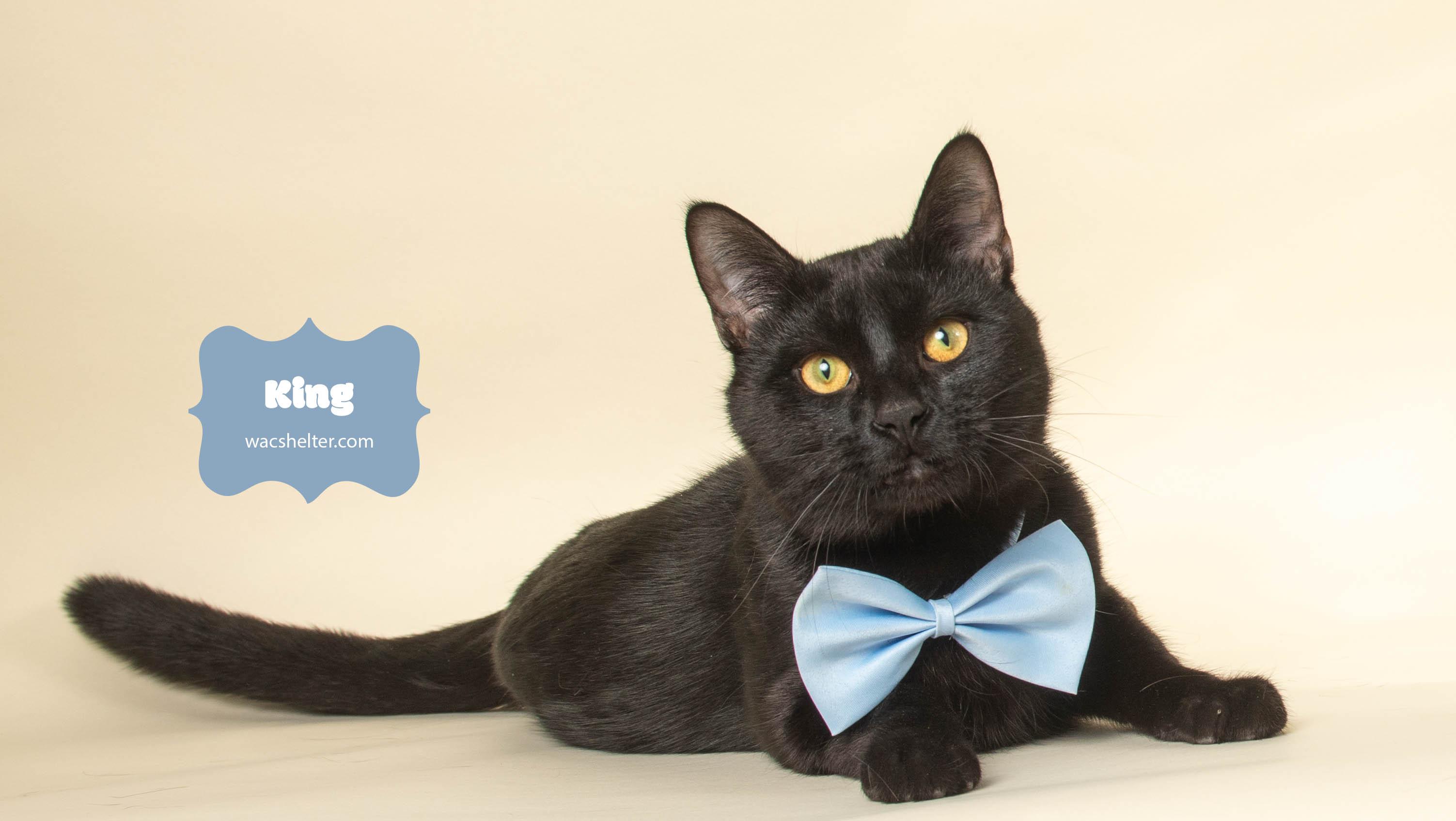 KING, ADOPTABLE, Adult Male Domestic Short Hair.