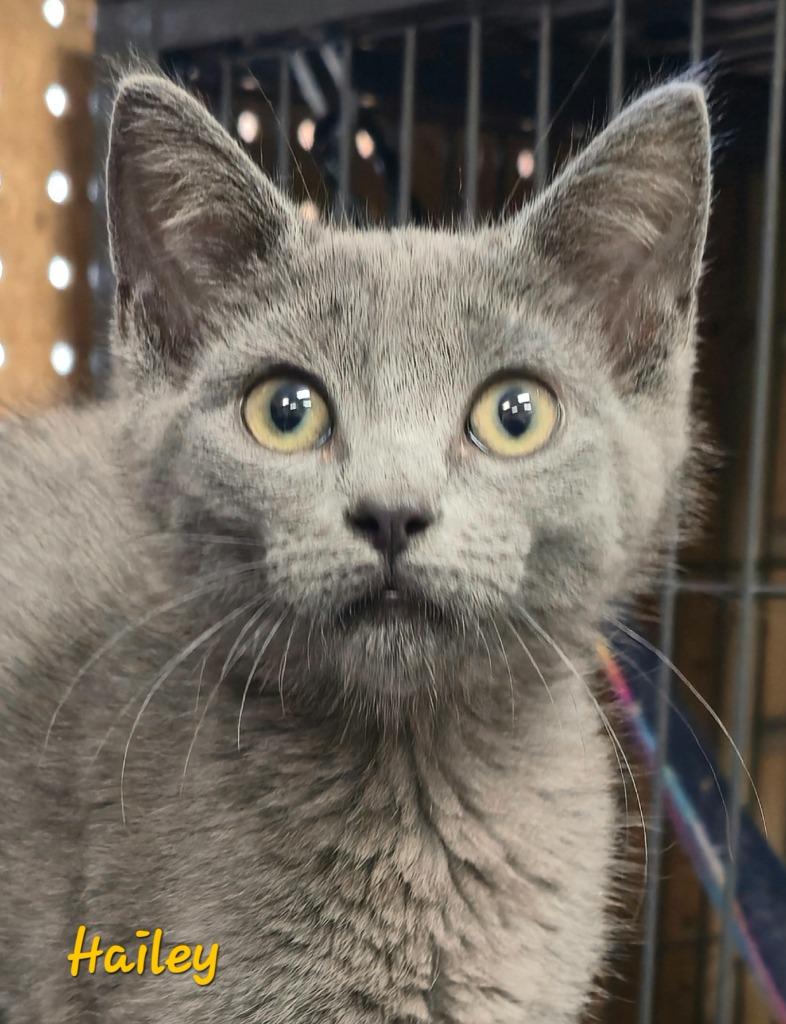 Hailey, Adoptable, Kitten Female Domestic Short Hair.