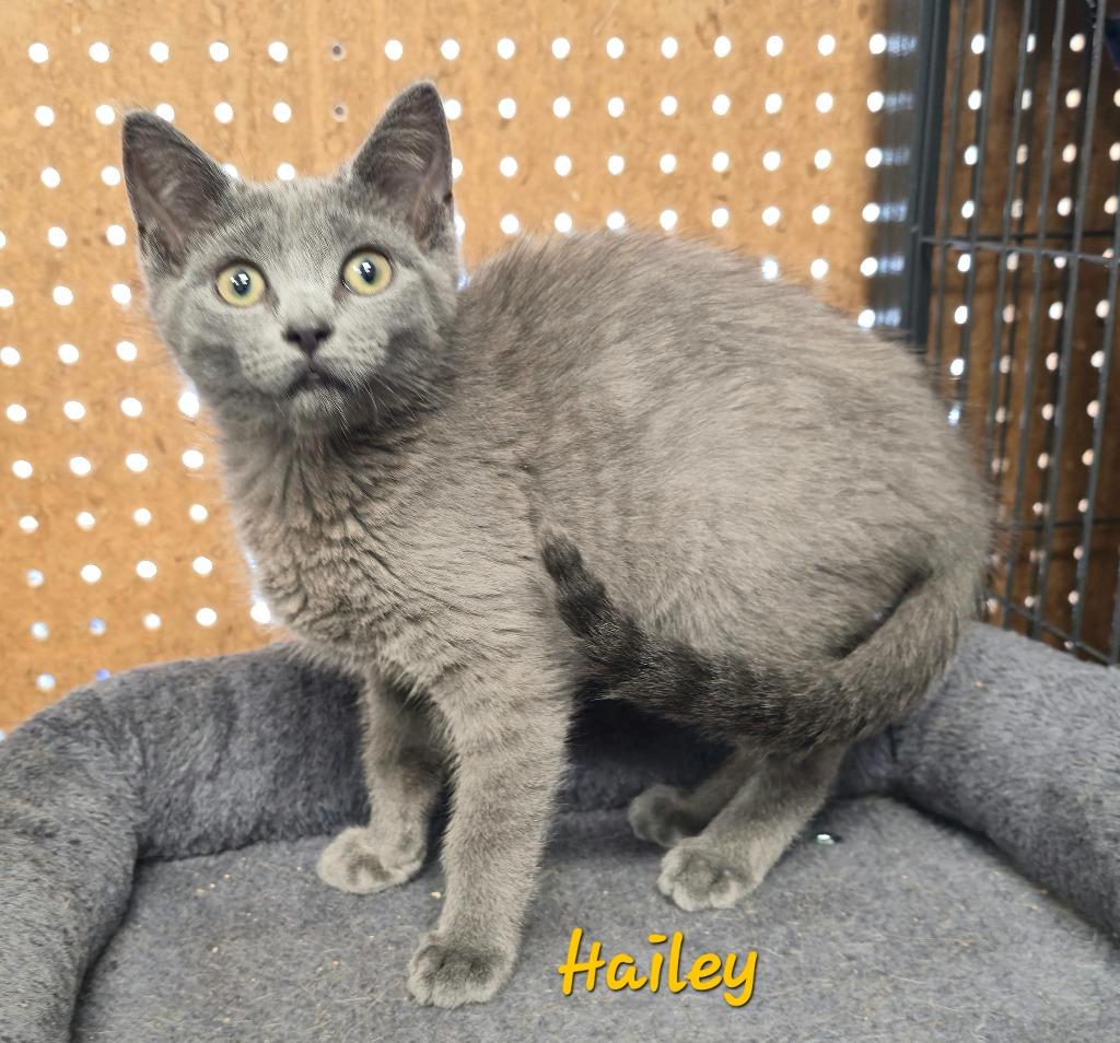 Enlarge Hailey, a Adoptable mixed breed in Cedar Rapids, IA image 2/3
