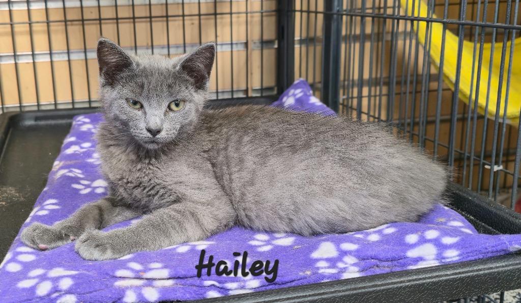 Enlarge Hailey, a Adoptable mixed breed in Cedar Rapids, IA image 3/3