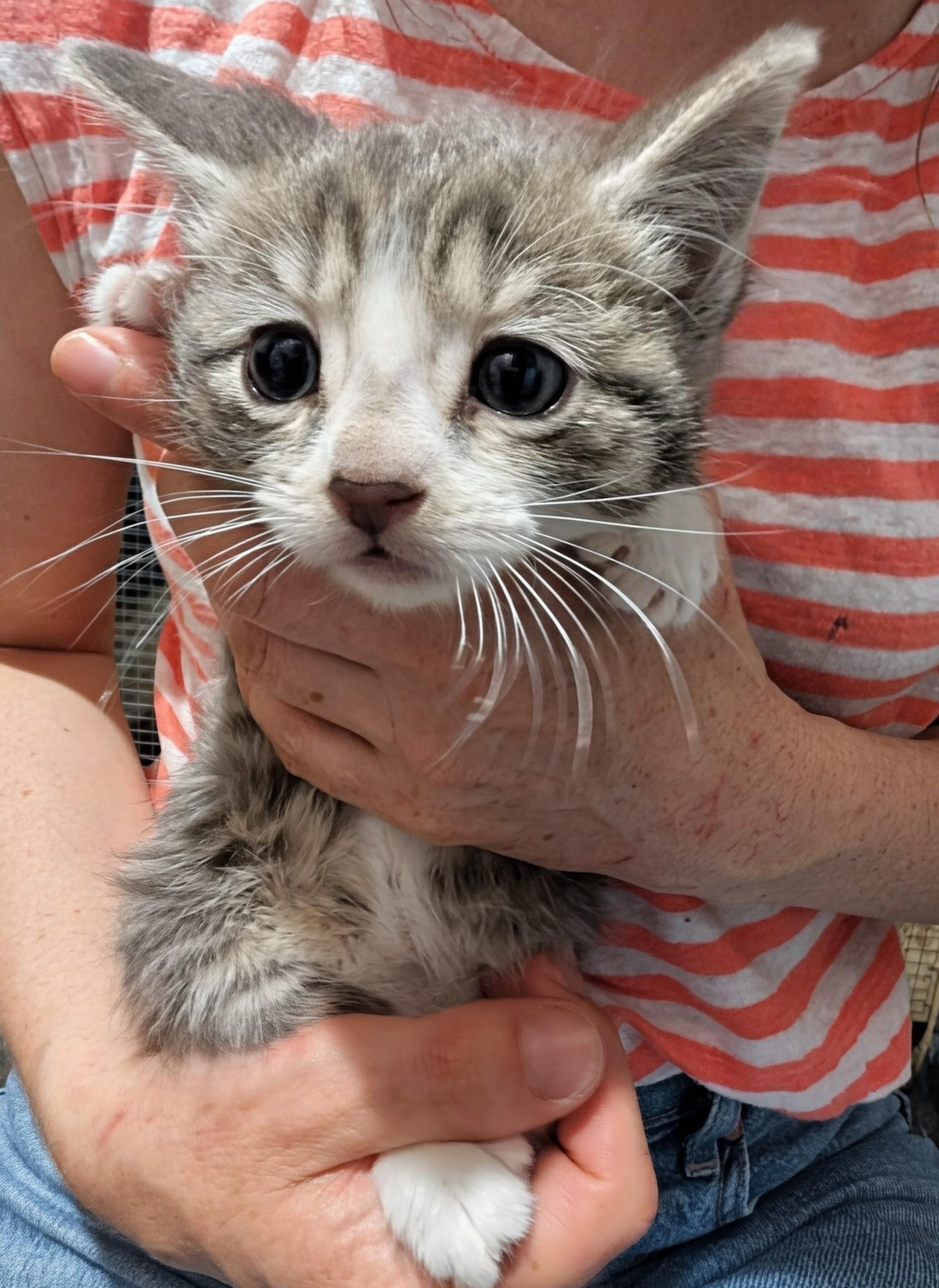 Noodles, a Adoptable Domestic Short Hair in Ridgewood, NY image 3/4