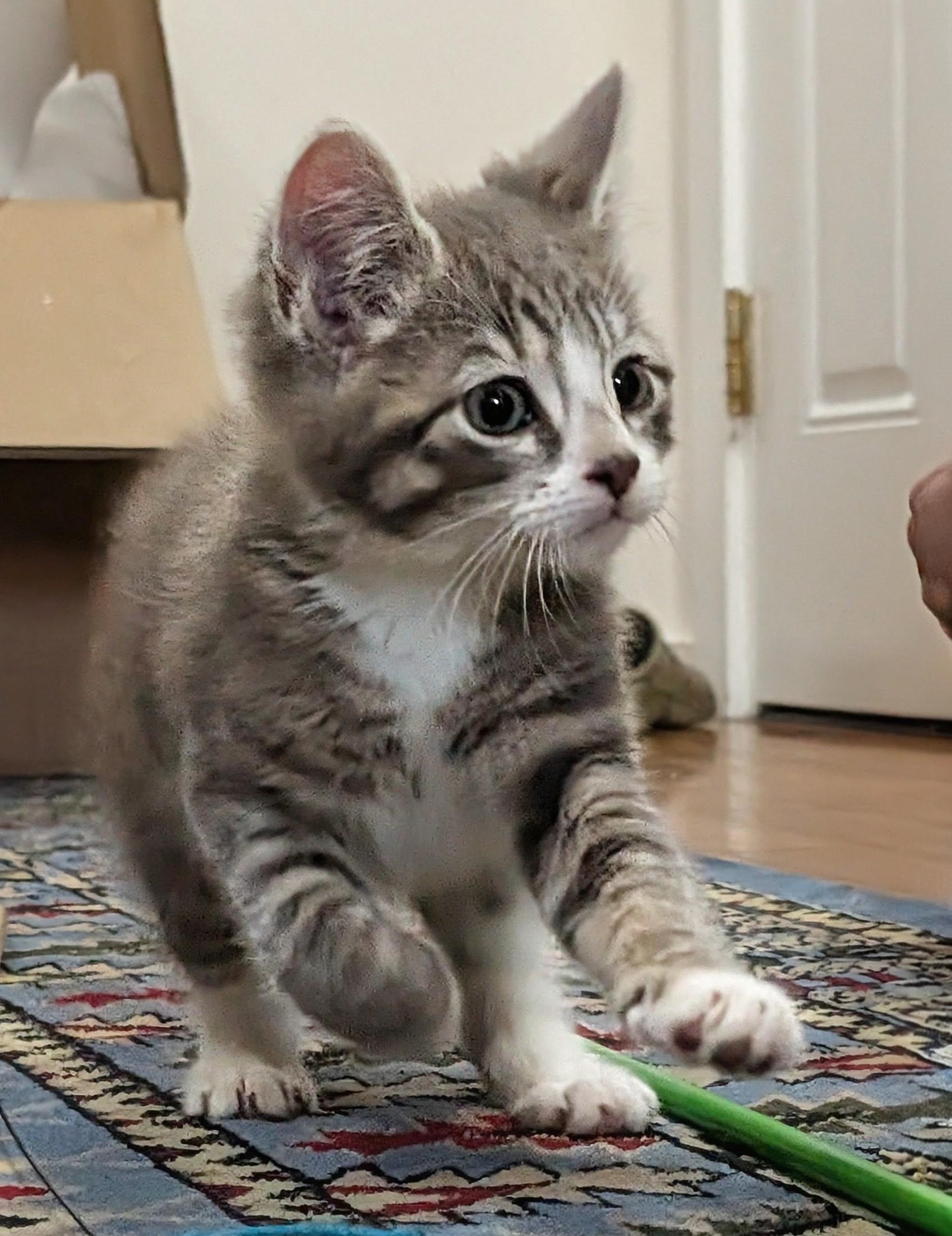 Noodles, Adoptable, Kitten Male Domestic Short Hair.