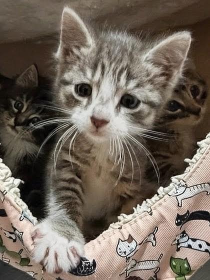 Noodles, a Adoptable Domestic Short Hair in Ridgewood, NY image 2/4