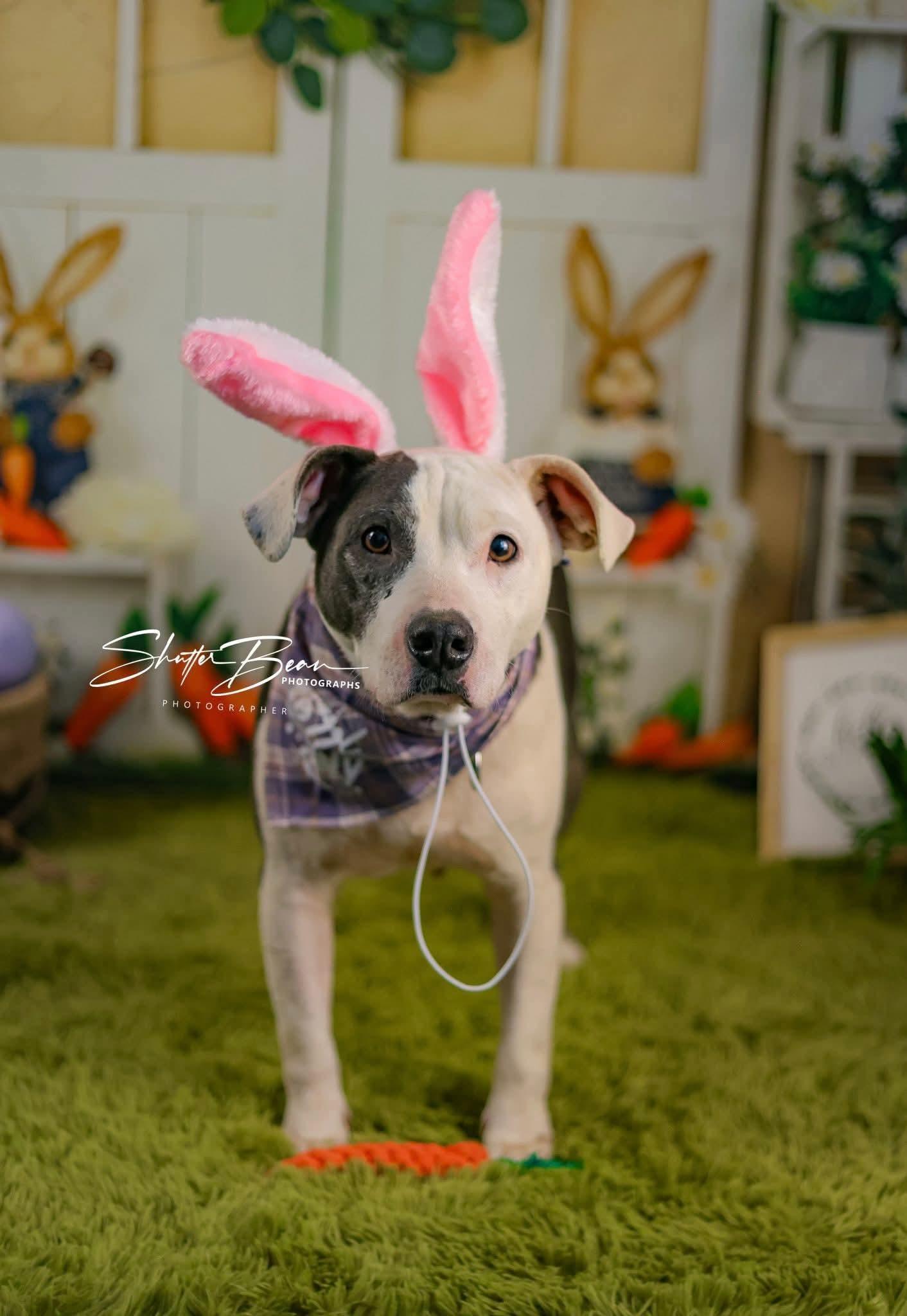 Enlarge Pickles, a ADOPTABLE mixed breed in Greensburg, PA image 2/6