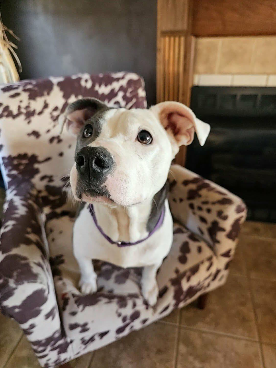 Enlarge Pickles, a ADOPTABLE mixed breed in Greensburg, PA image 5/6