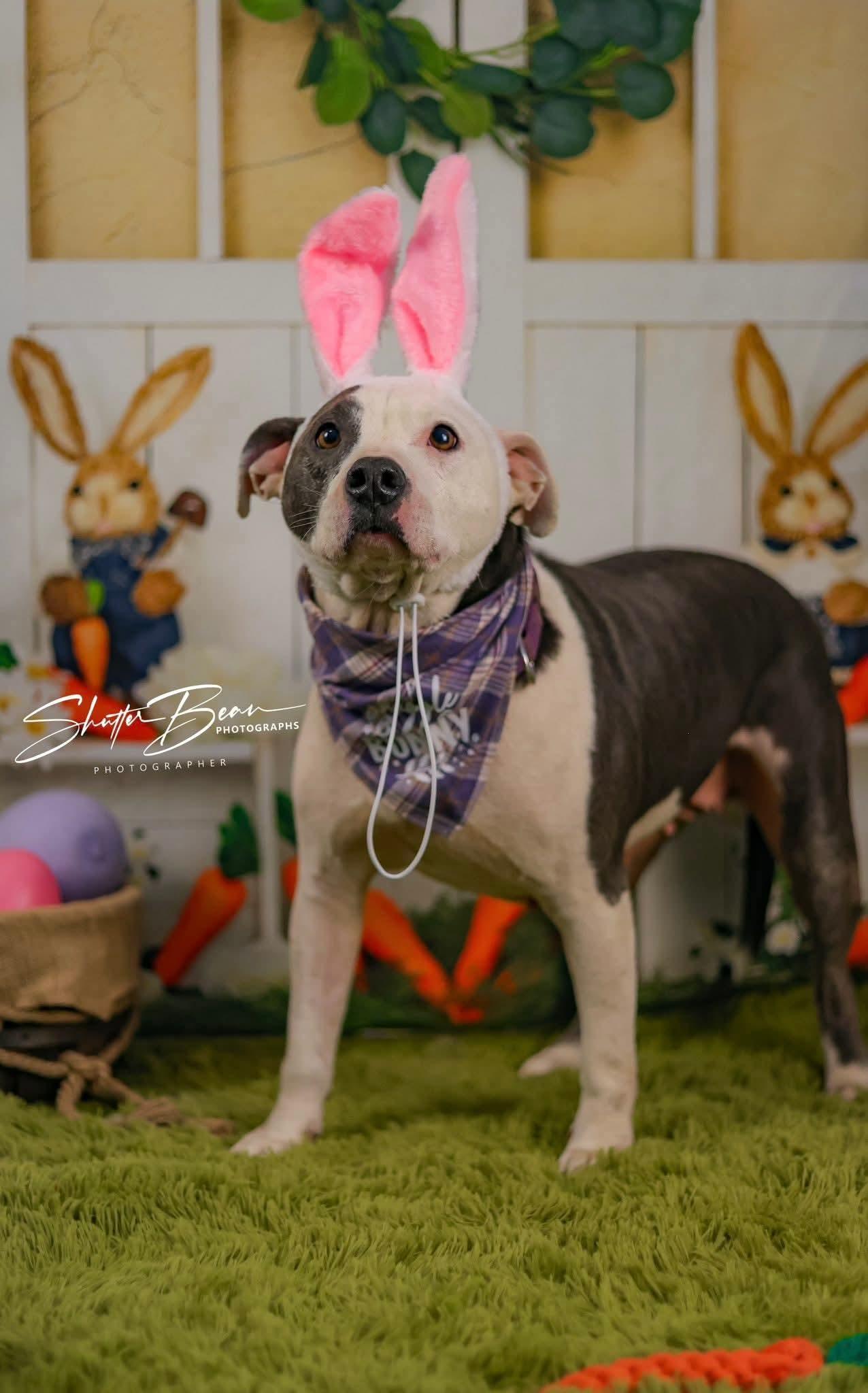 Enlarge Pickles, a ADOPTABLE mixed breed in Greensburg, PA image 4/6