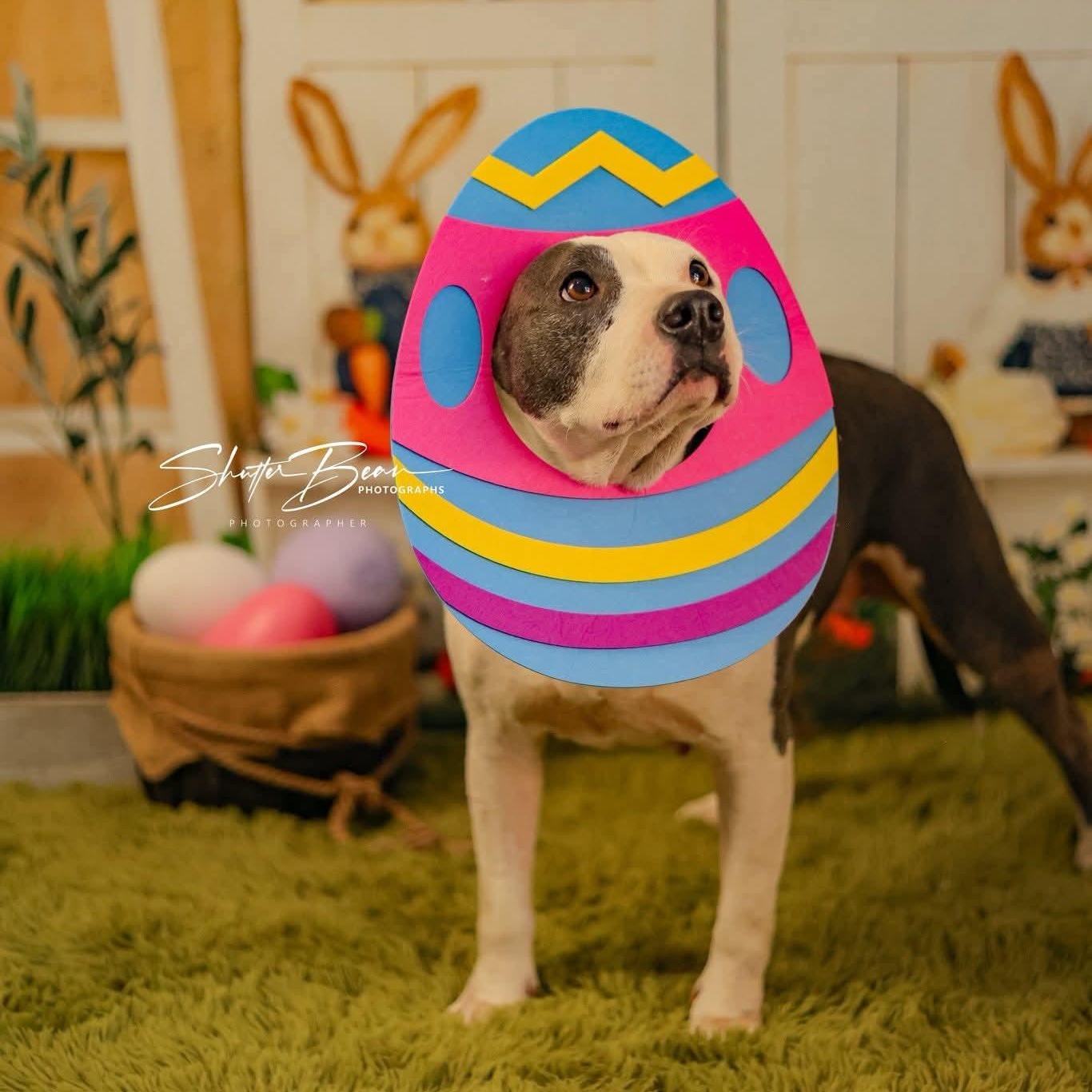 Enlarge Pickles, a ADOPTABLE mixed breed in Greensburg, PA image 3/6