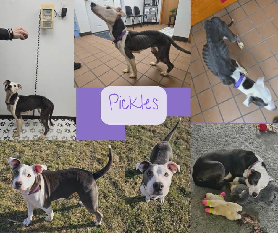 Enlarge Pickles, a ADOPTABLE mixed breed in Greensburg, PA image 6/6